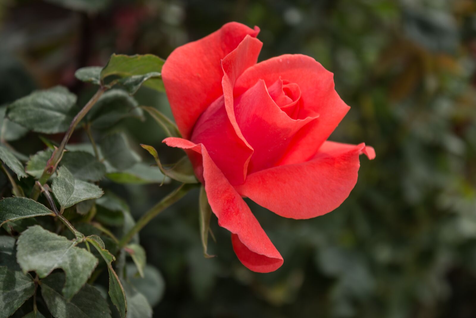 Canon EOS 600D (Rebel EOS T3i / EOS Kiss X5) sample photo. Rose, red, flower photography