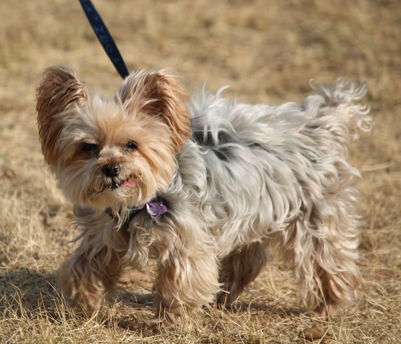 Canon EOS 1100D (EOS Rebel T3 / EOS Kiss X50) sample photo. Dog, small, cute photography