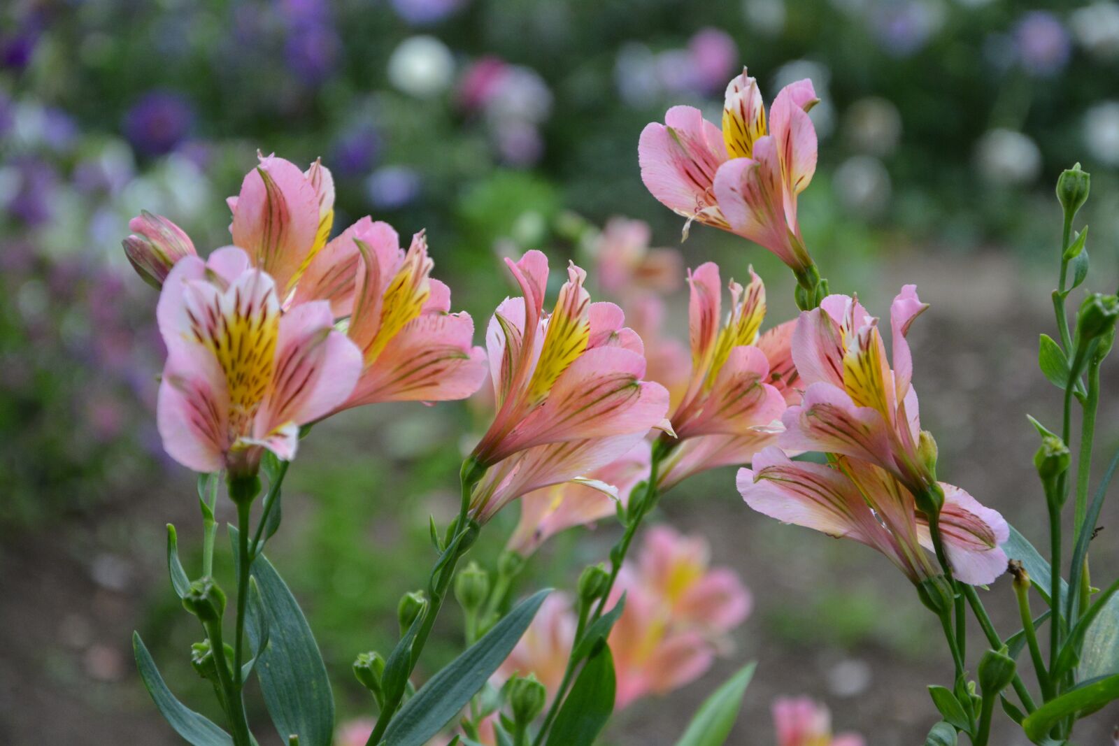 Nikon D5200 sample photo. Flower flowers, massif, parterre photography