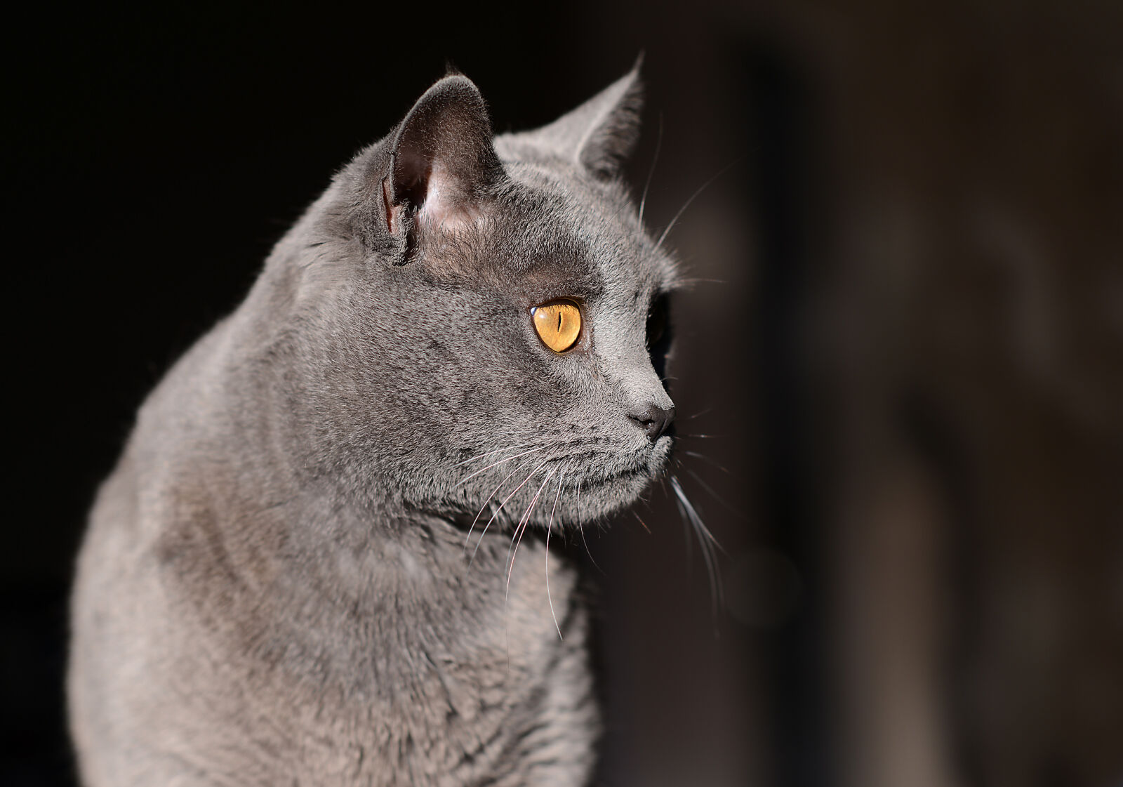 Nikon D800 sample photo. Cat, chartreux, gray photography