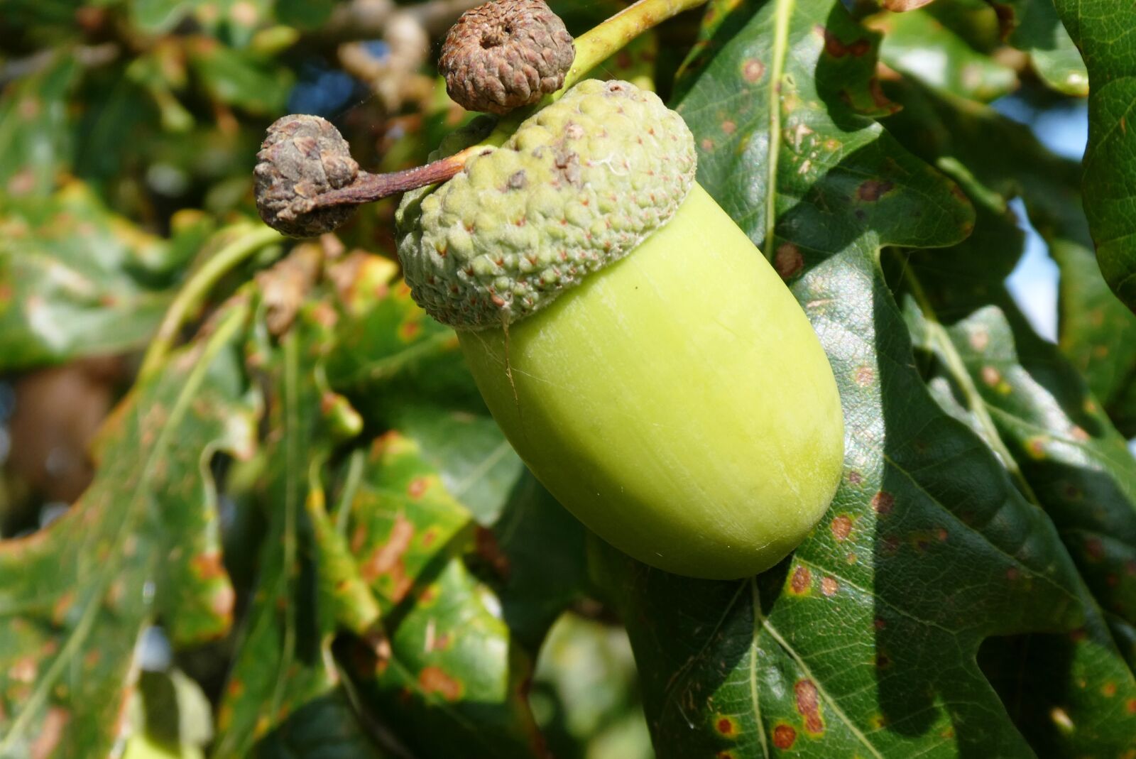 Panasonic Lumix DC-ZS70 (Lumix DC-TZ90) sample photo. Acorn, fruit, autumn photography