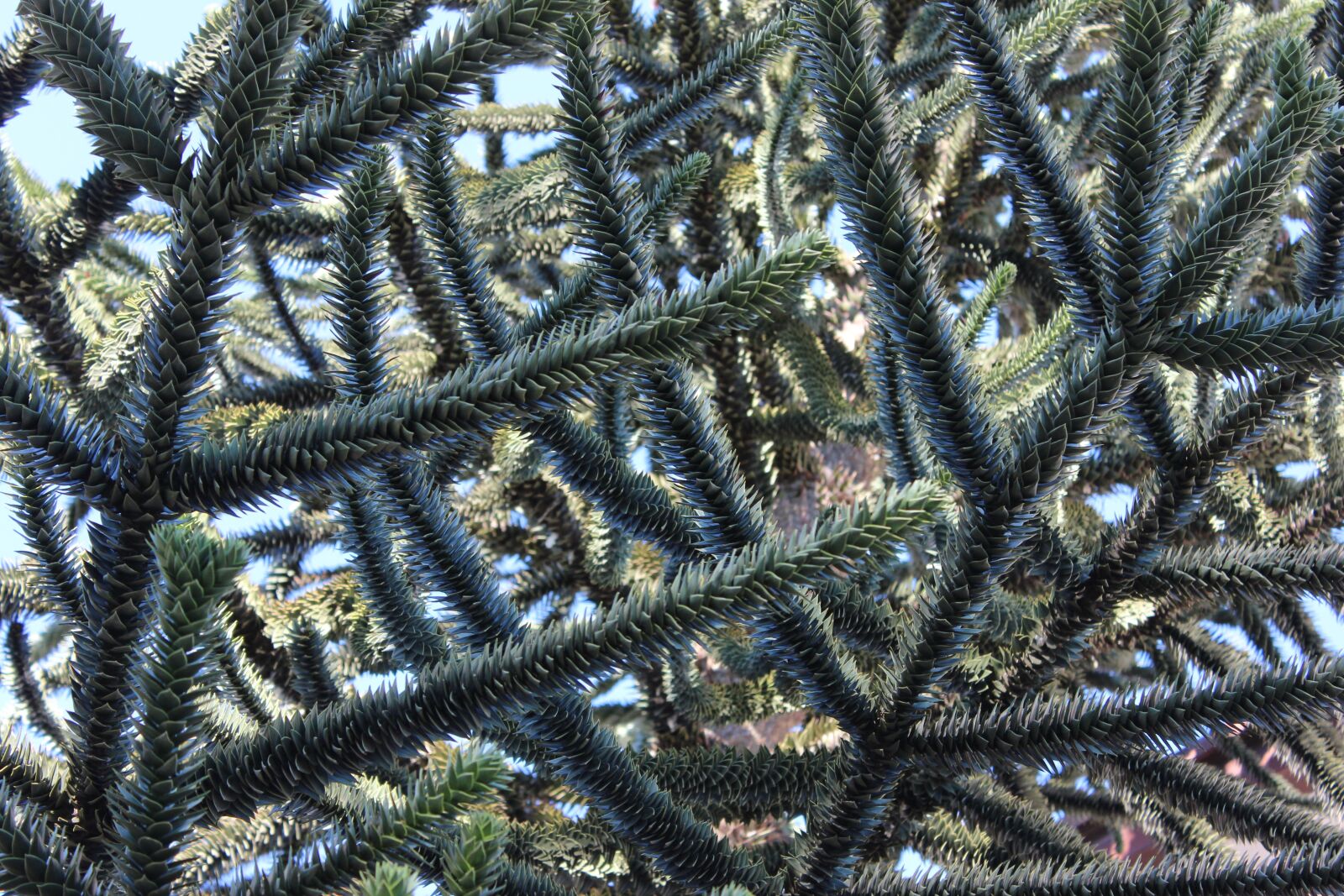 Canon EOS 600D (Rebel EOS T3i / EOS Kiss X5) sample photo. Macro, trees, natural photography