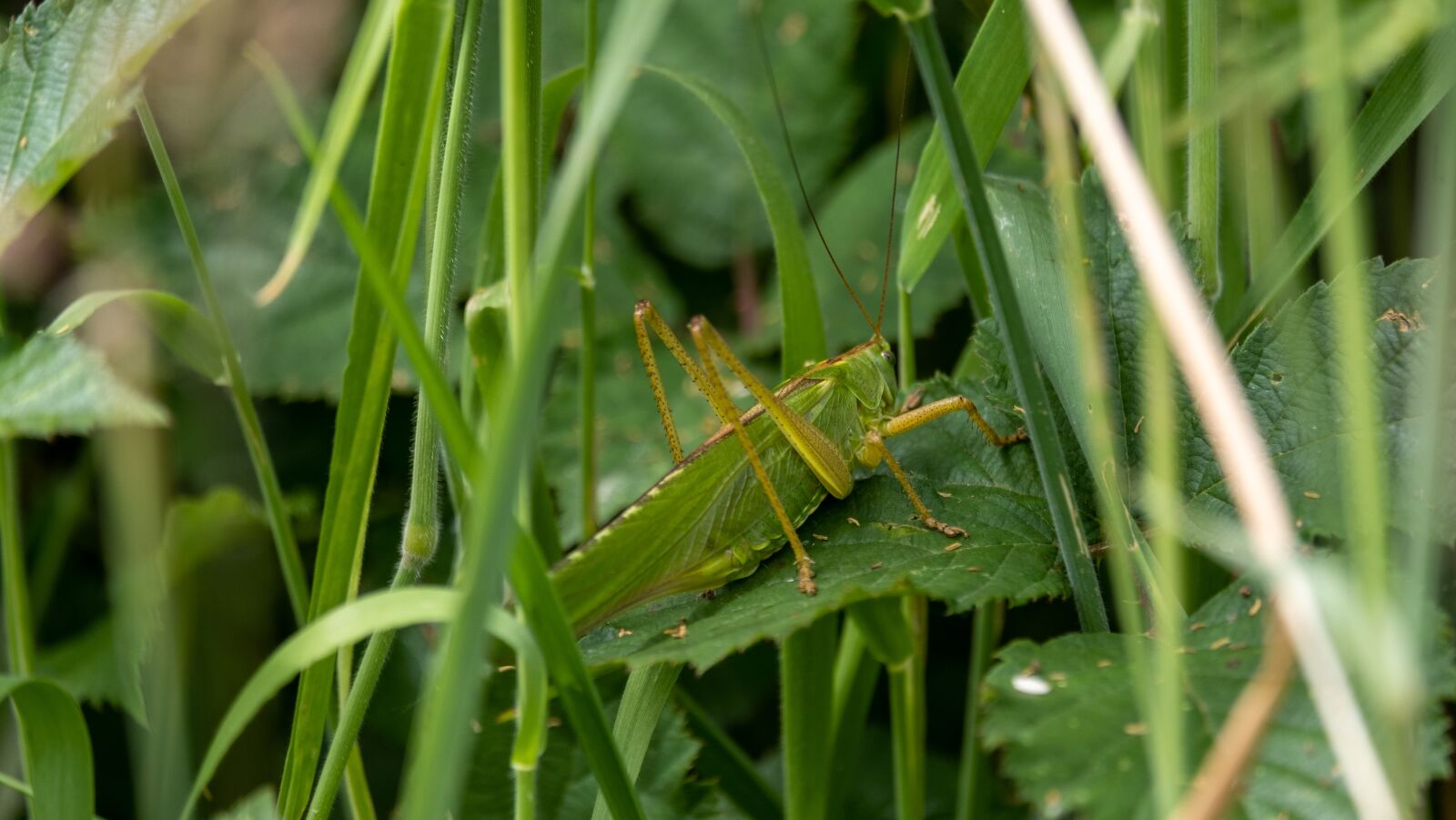 Fujifilm XF 55-200mm F3.5-4.8 R LM OIS sample photo. Grasshopper, green, insects photography