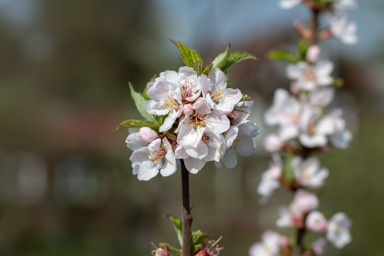 Canon EOS 1300D (EOS Rebel T6 / EOS Kiss X80) + Canon EF 50mm F1.8 STM sample photo. Cherry, bloom, spring photography