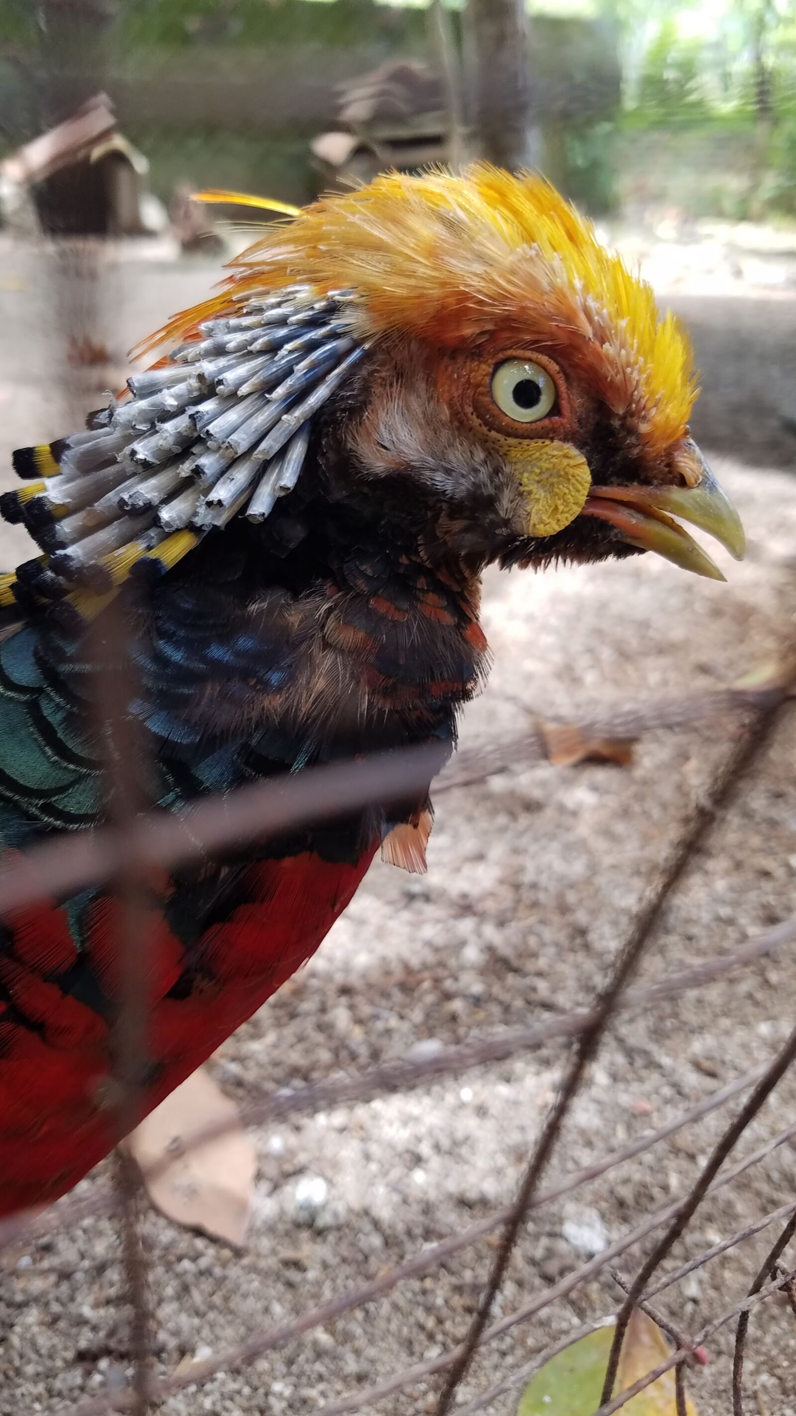 Samsung Galaxy S7 Active sample photo. Bird, colored, nature photography