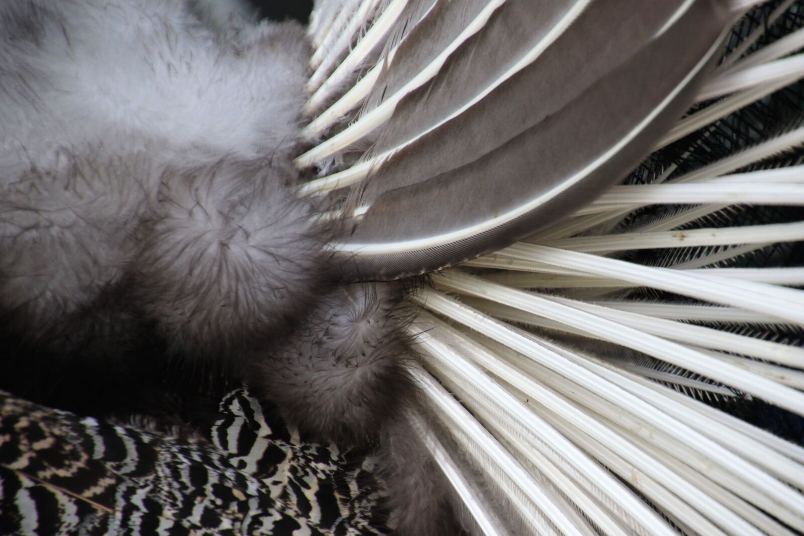 Canon EOS 7D Mark II sample photo. Animal, bird, brown, feathers photography