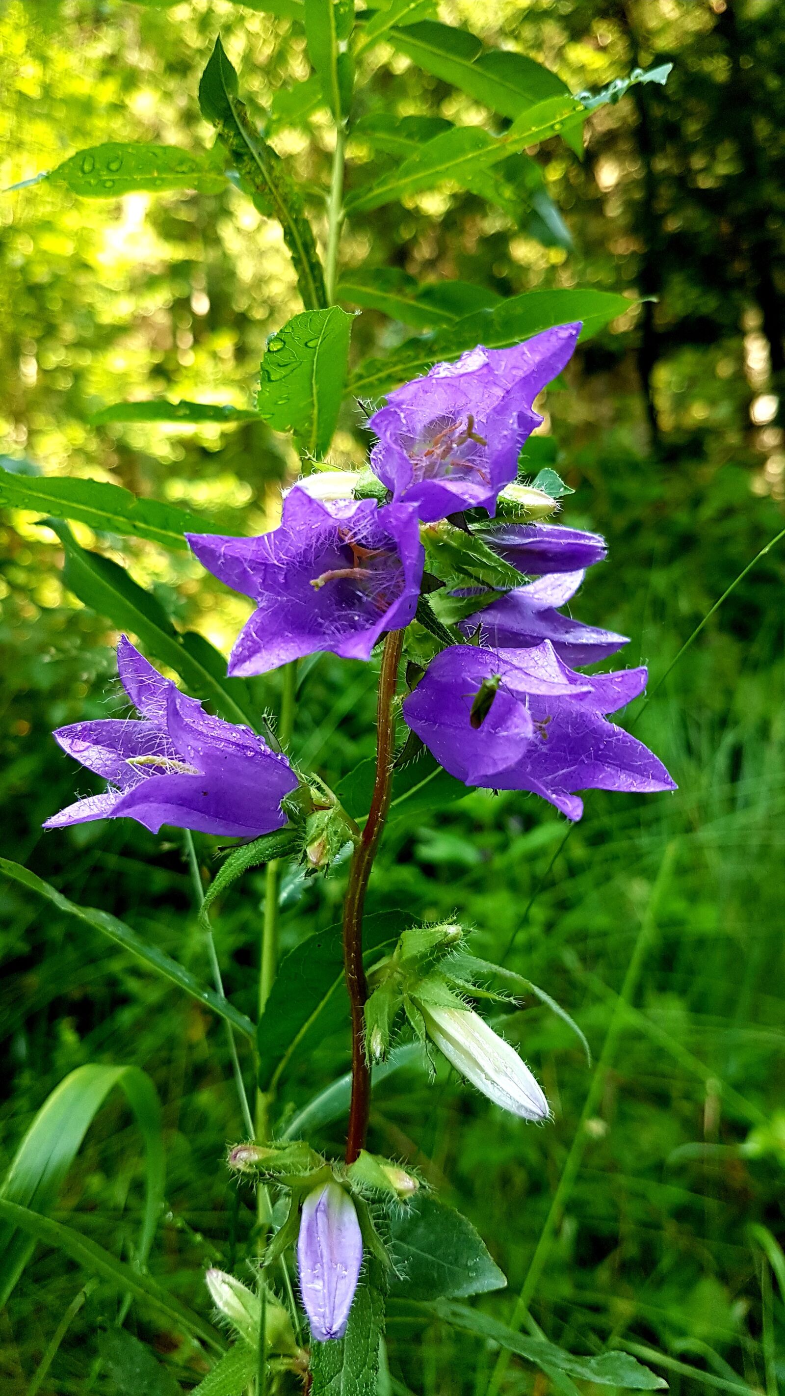 Samsung Galaxy S7 sample photo. Flower, nature, plant photography