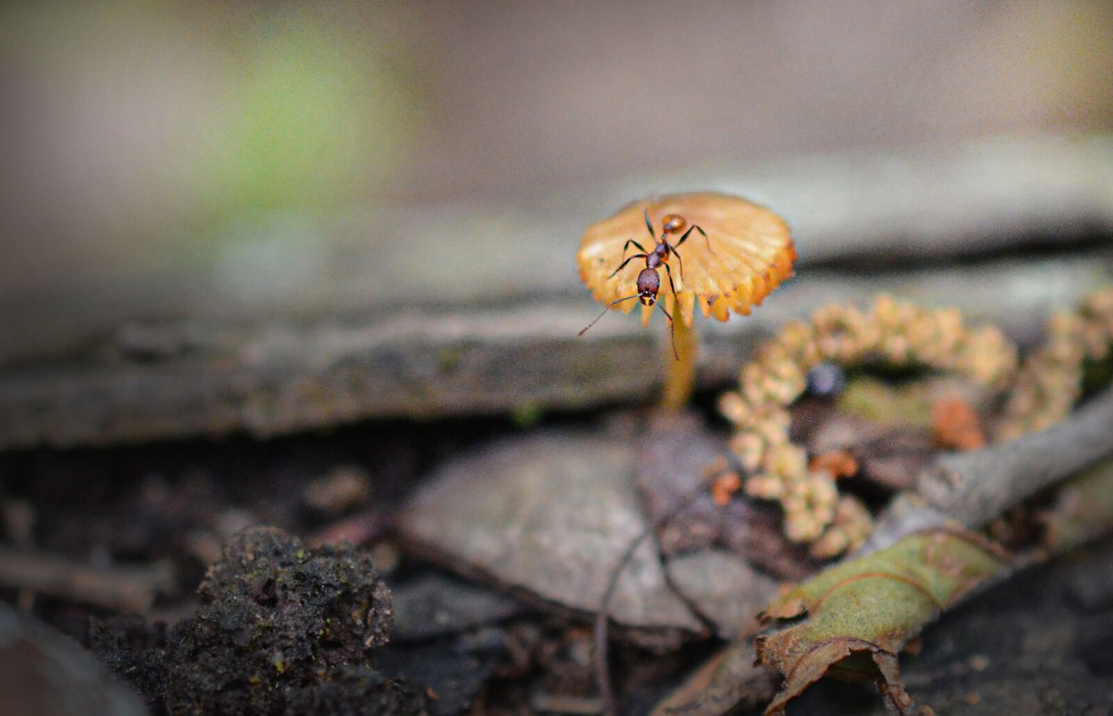 Nikon D5100 sample photo. Ant, insect, nature photography