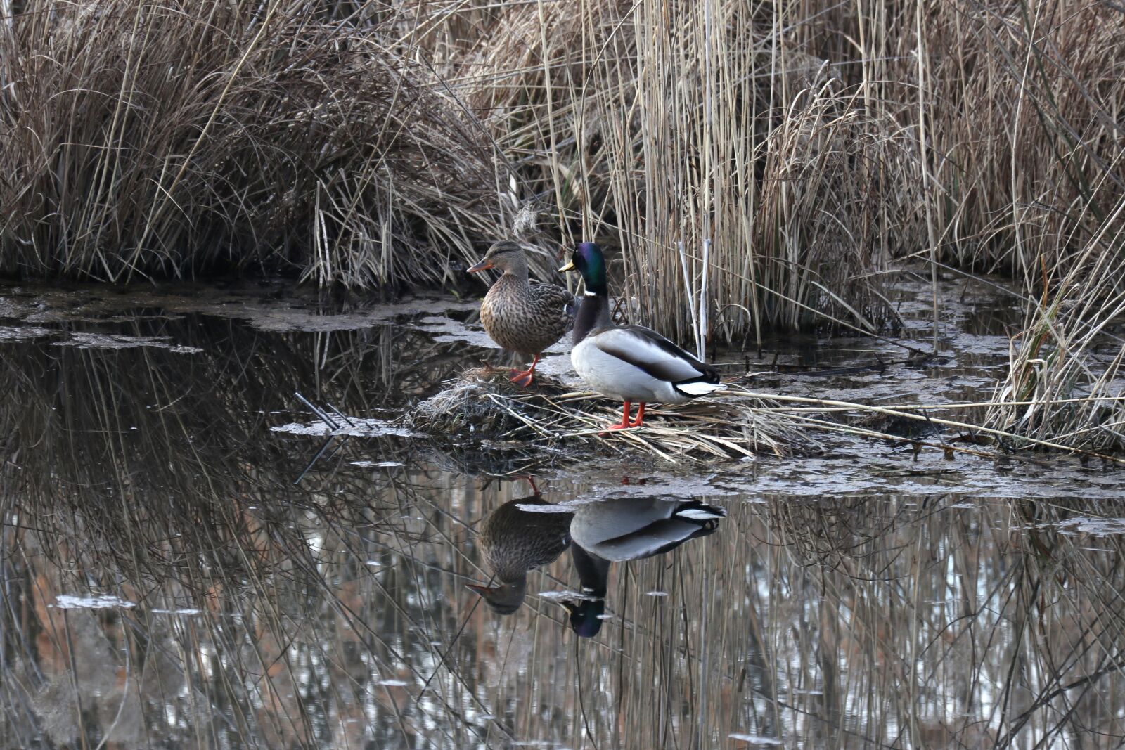 Canon EOS M100 + Canon EF-M 55-200mm F4.5-6.3 IS STM sample photo. Ducks, water, nature photography