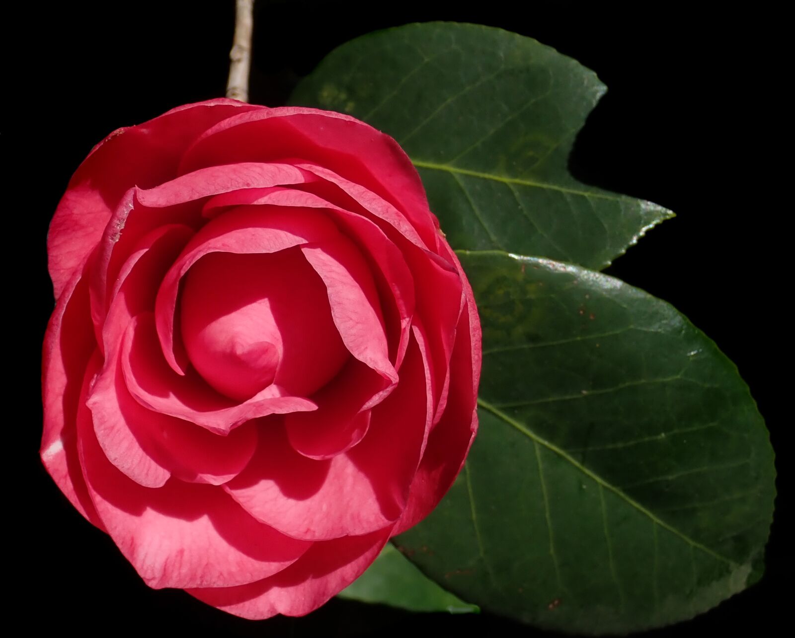 Olympus TG-5 sample photo. Flower, red, camellia photography
