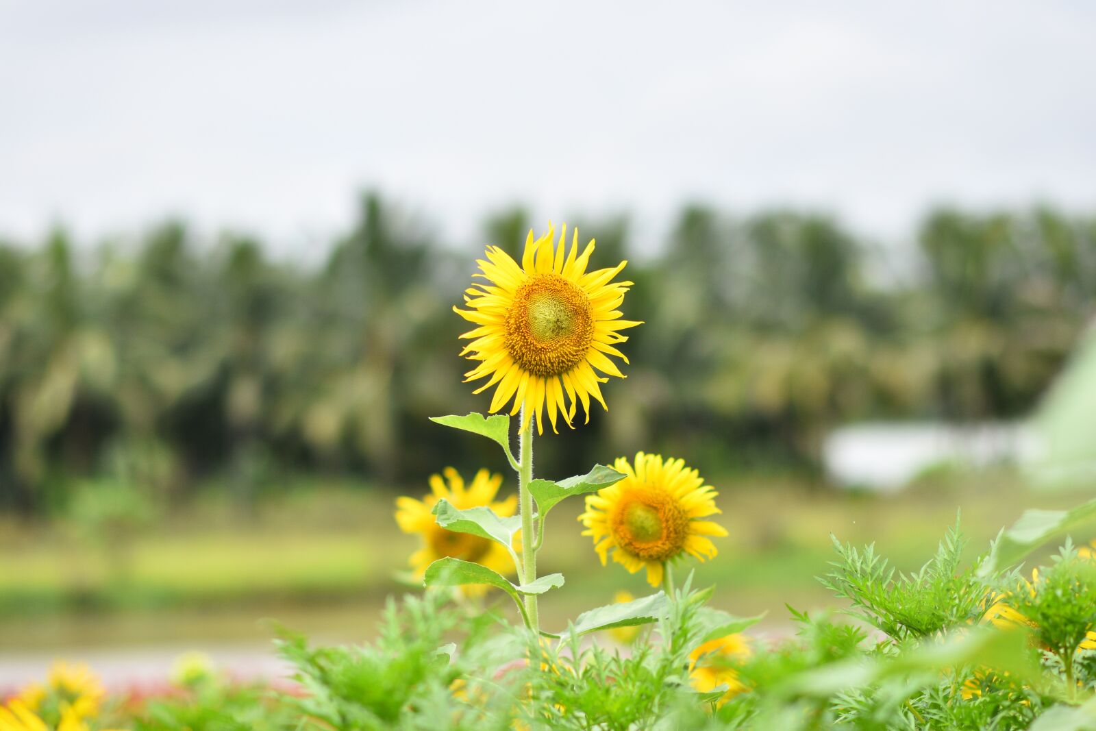 Nikon D7200 sample photo. Sunflowers, flowers, yellow flowers photography