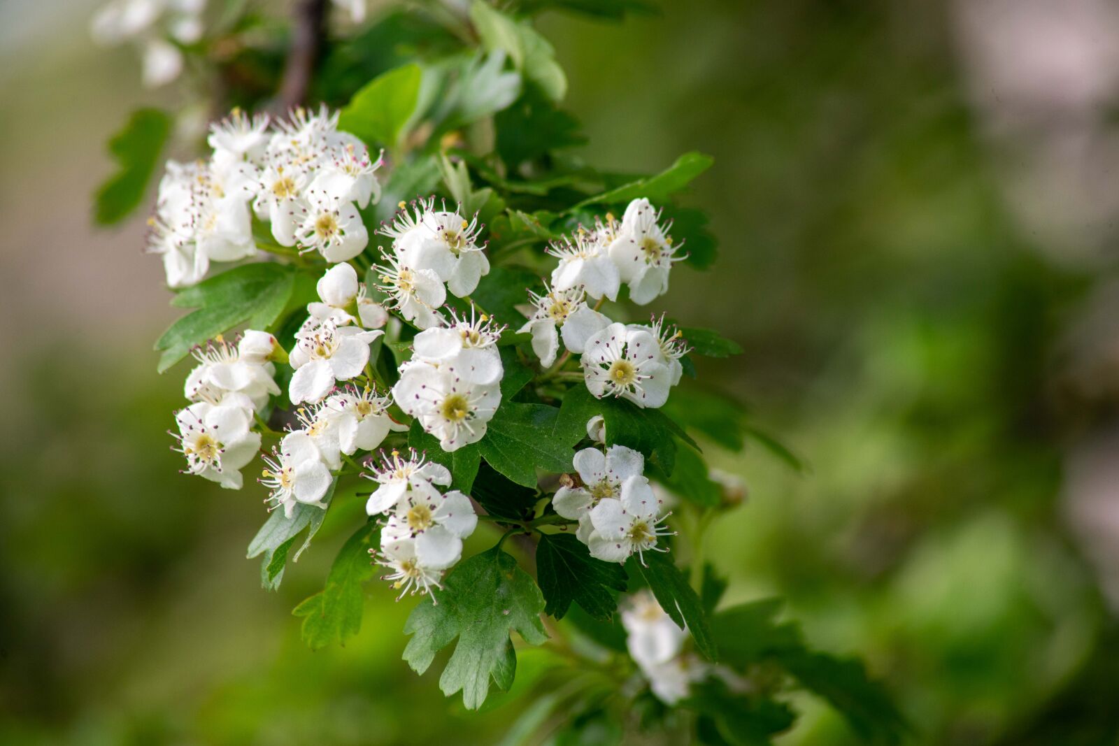 Sony a7 II sample photo. Spring, hawthorn, nature photography