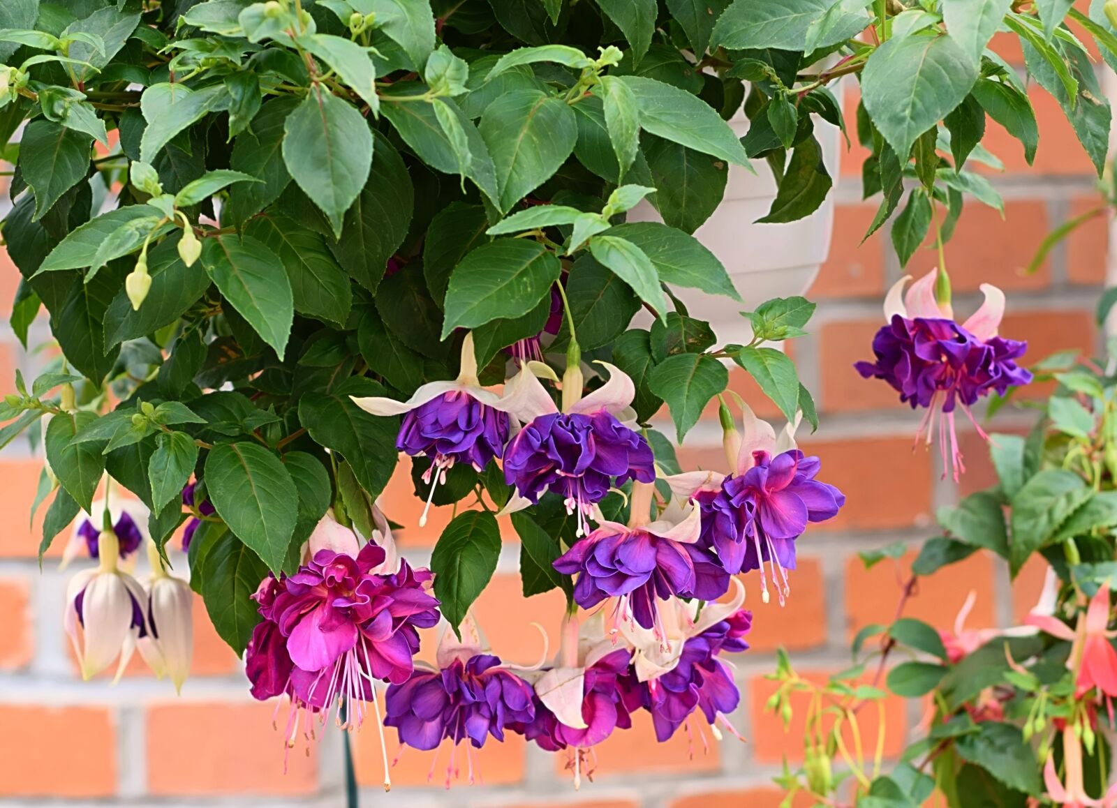 Nikon D3300 sample photo. Fuchsia, blossom, bloom photography
