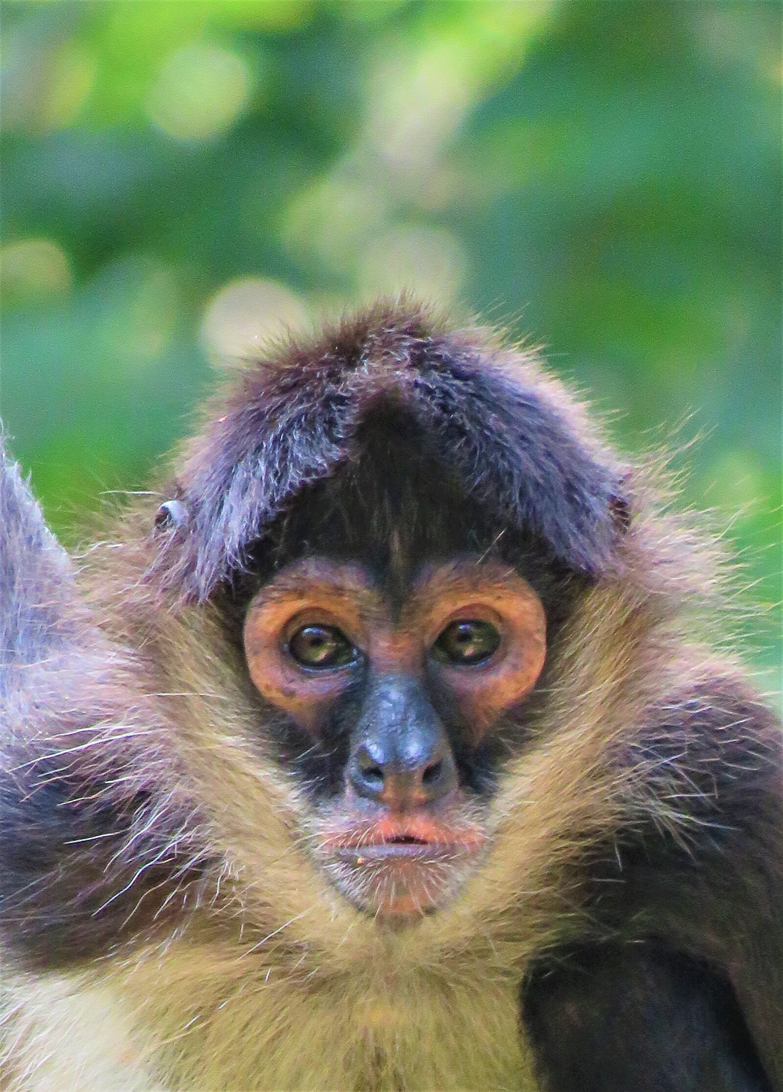 Canon PowerShot SX60 HS sample photo. Spider monkey, monkey, primate photography