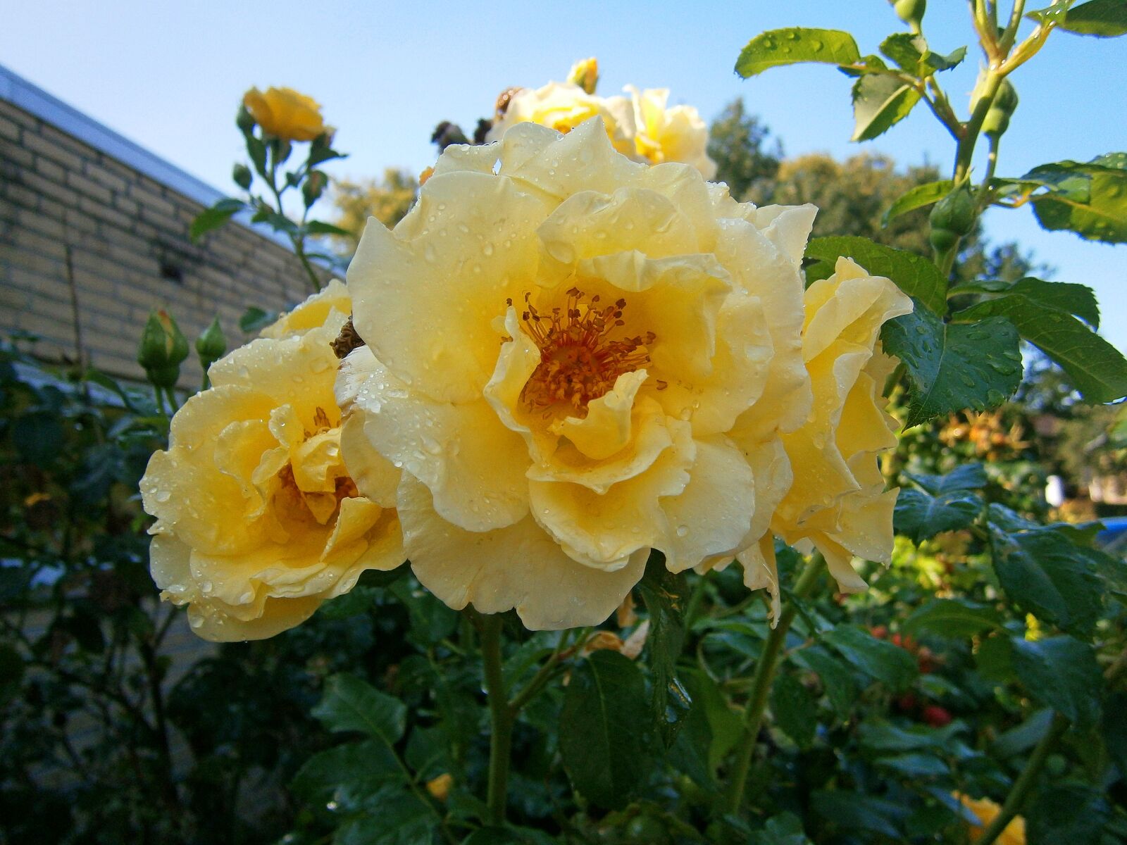 Olympus VG160,X990,D745 sample photo. Flower, rose, plant photography
