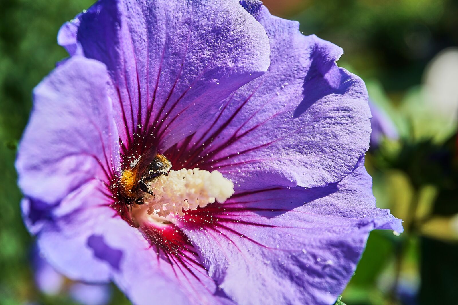 Sony a6000 sample photo. Hibiscus, hummel, pollen photography
