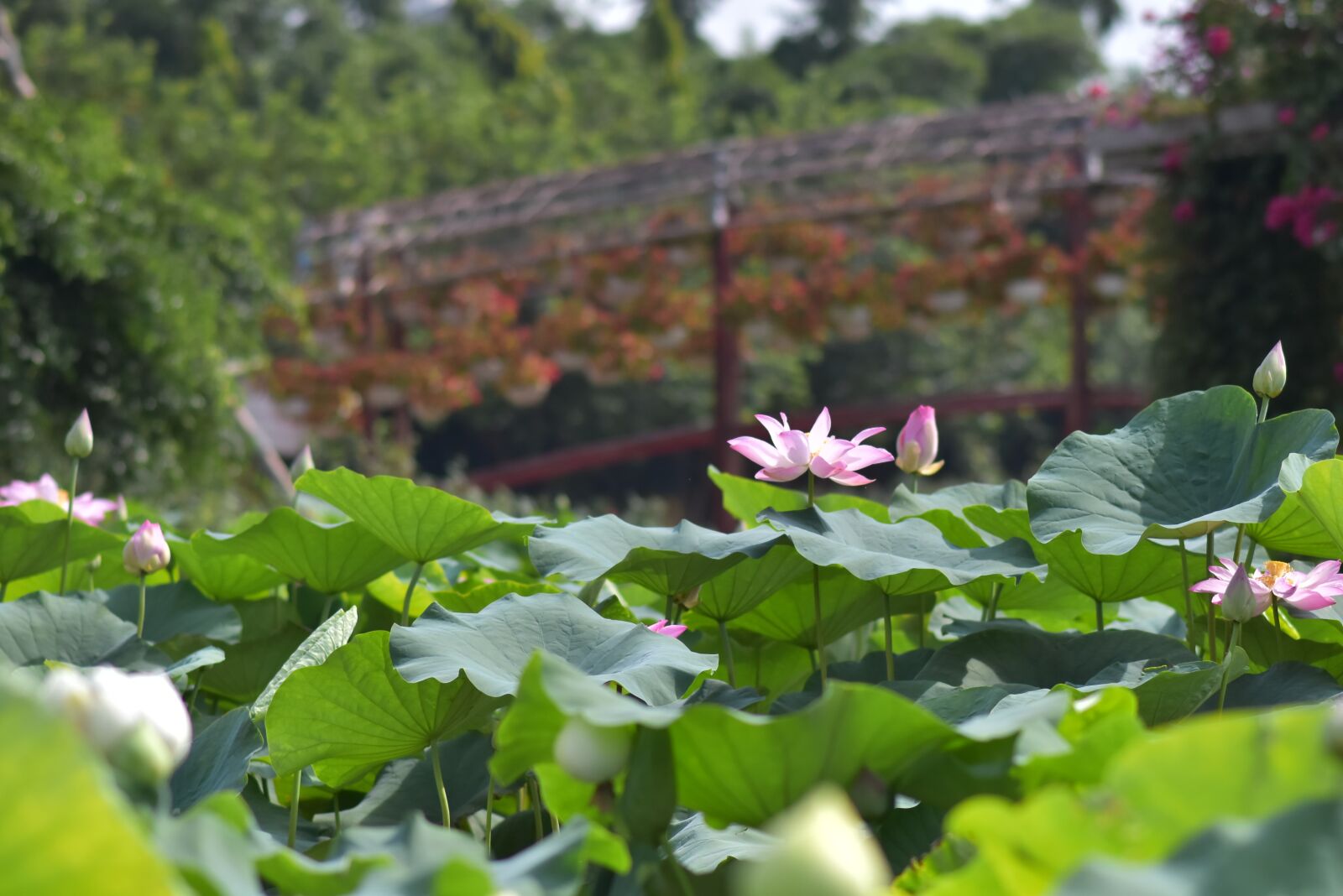 Nikon D7200 sample photo. Flowers, lotus plant, lotus photography