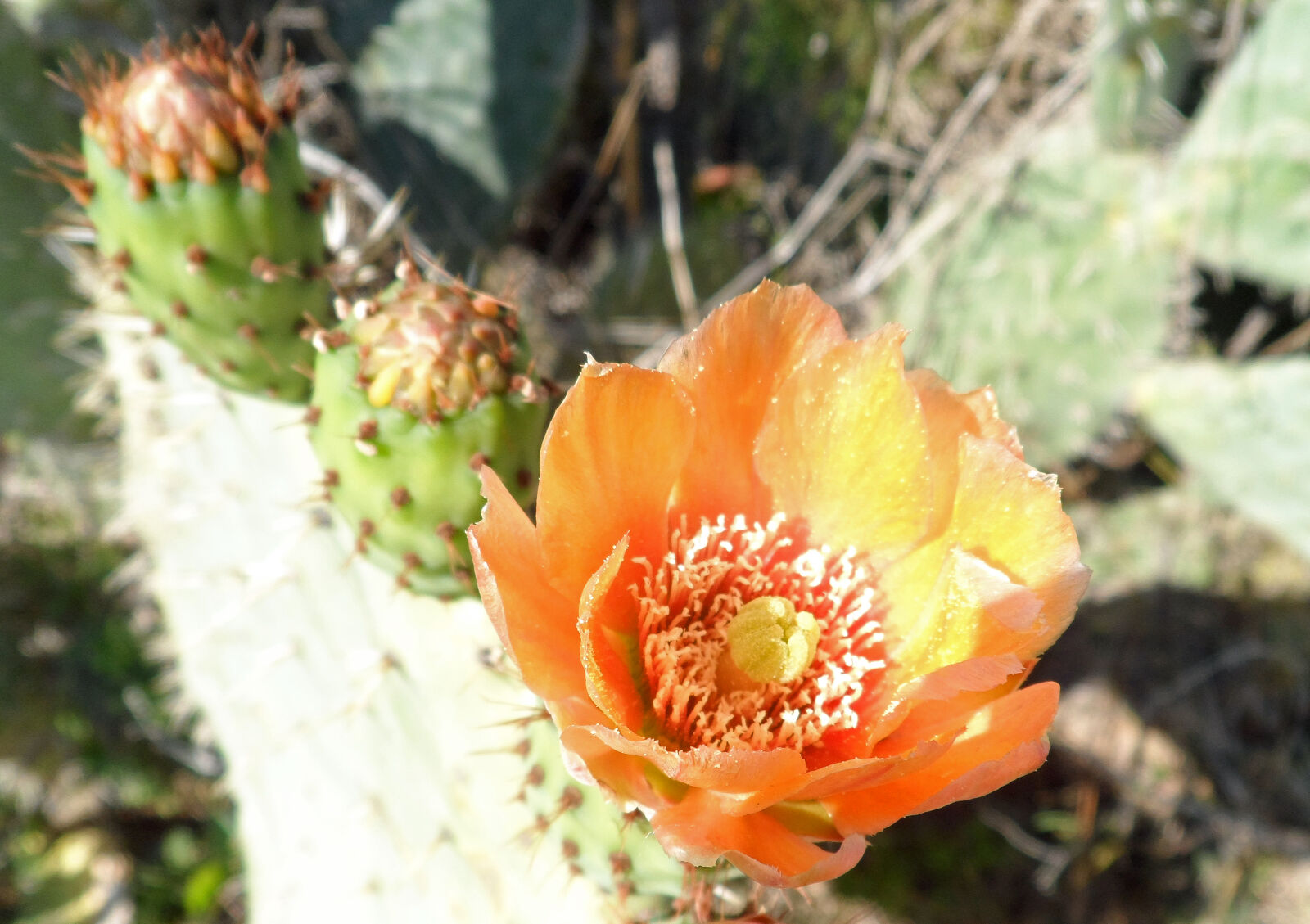 Samsung ST200 / ST200F / ST201 / ST201F / ST205F sample photo. Cactus, flower photography