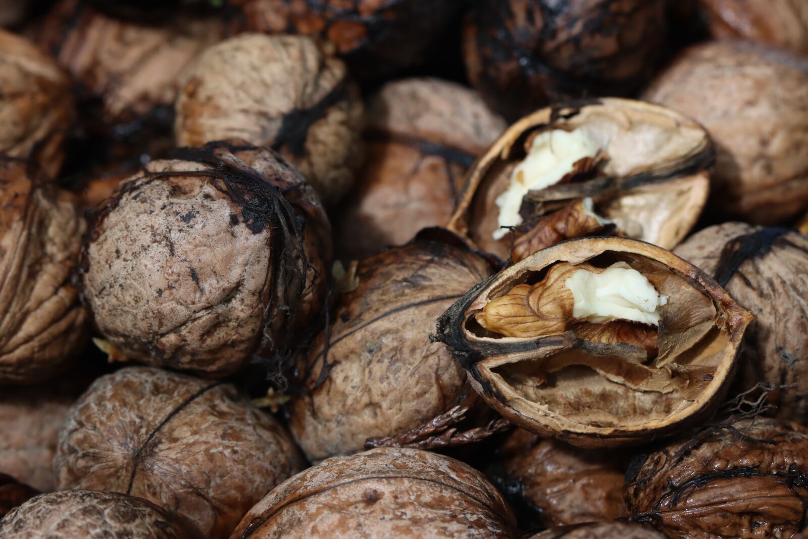 Canon EOS 90D sample photo. Nuts, walnuts, shells photography