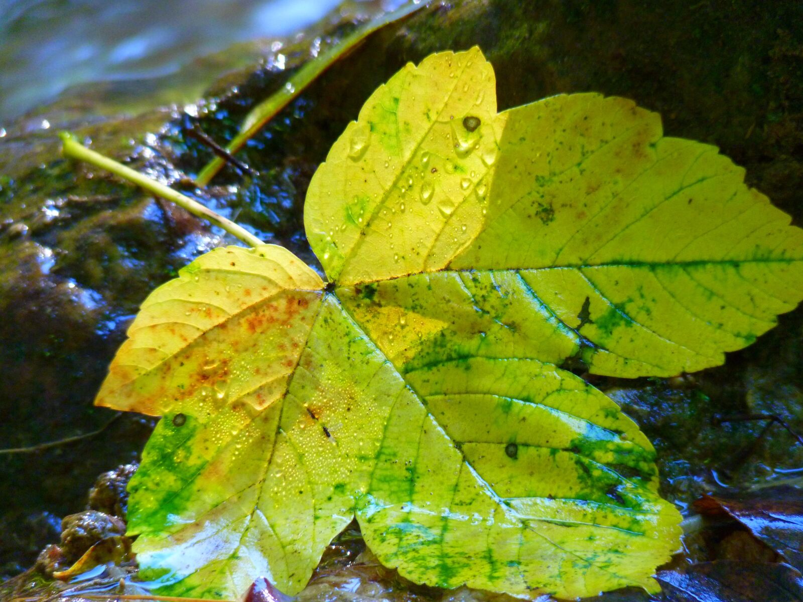 Panasonic Lumix DMC-FZ35 (Lumix DMC-FZ38) sample photo. Leaf, leaves, bach photography