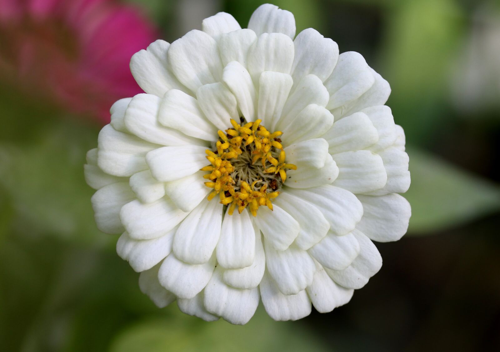 Canon EF-S 60mm F2.8 Macro USM sample photo. Carciumareasa, flower, supplies photography