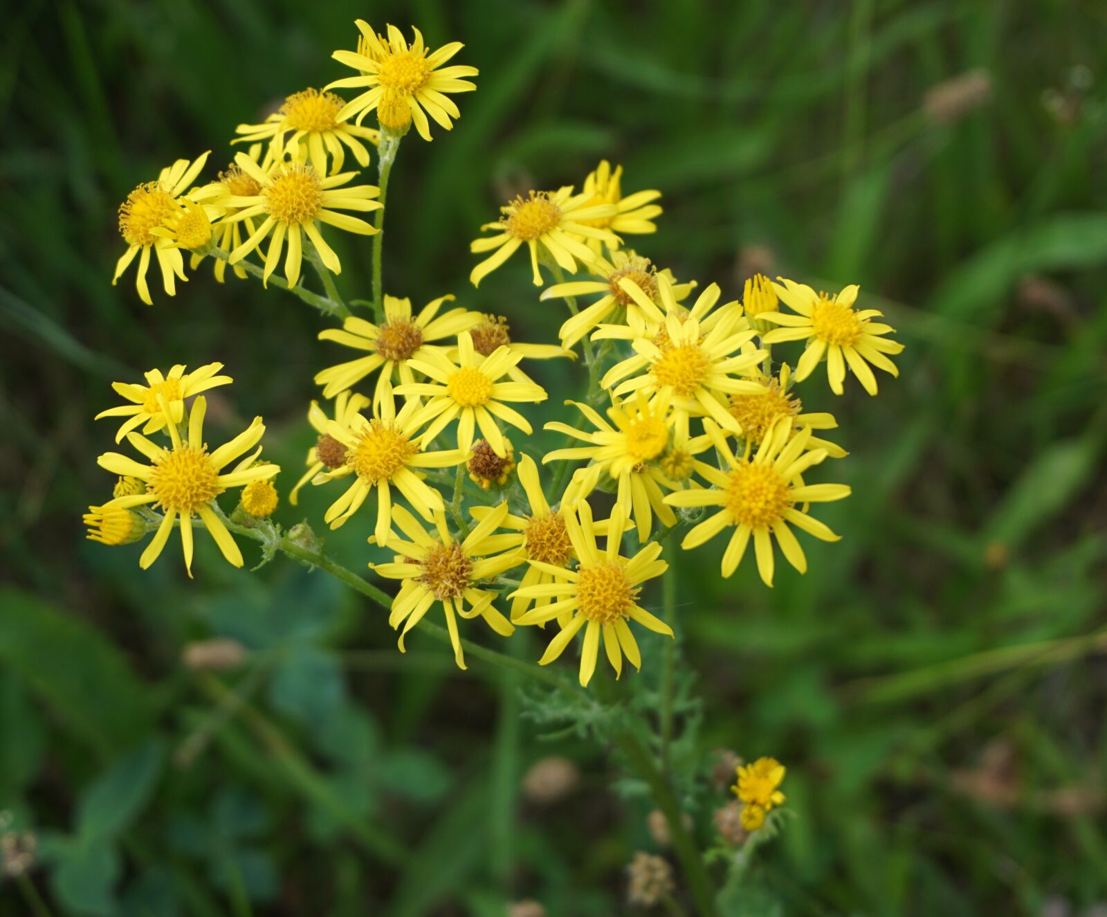 Sony a6000 sample photo. Flowers, yellow, close up photography