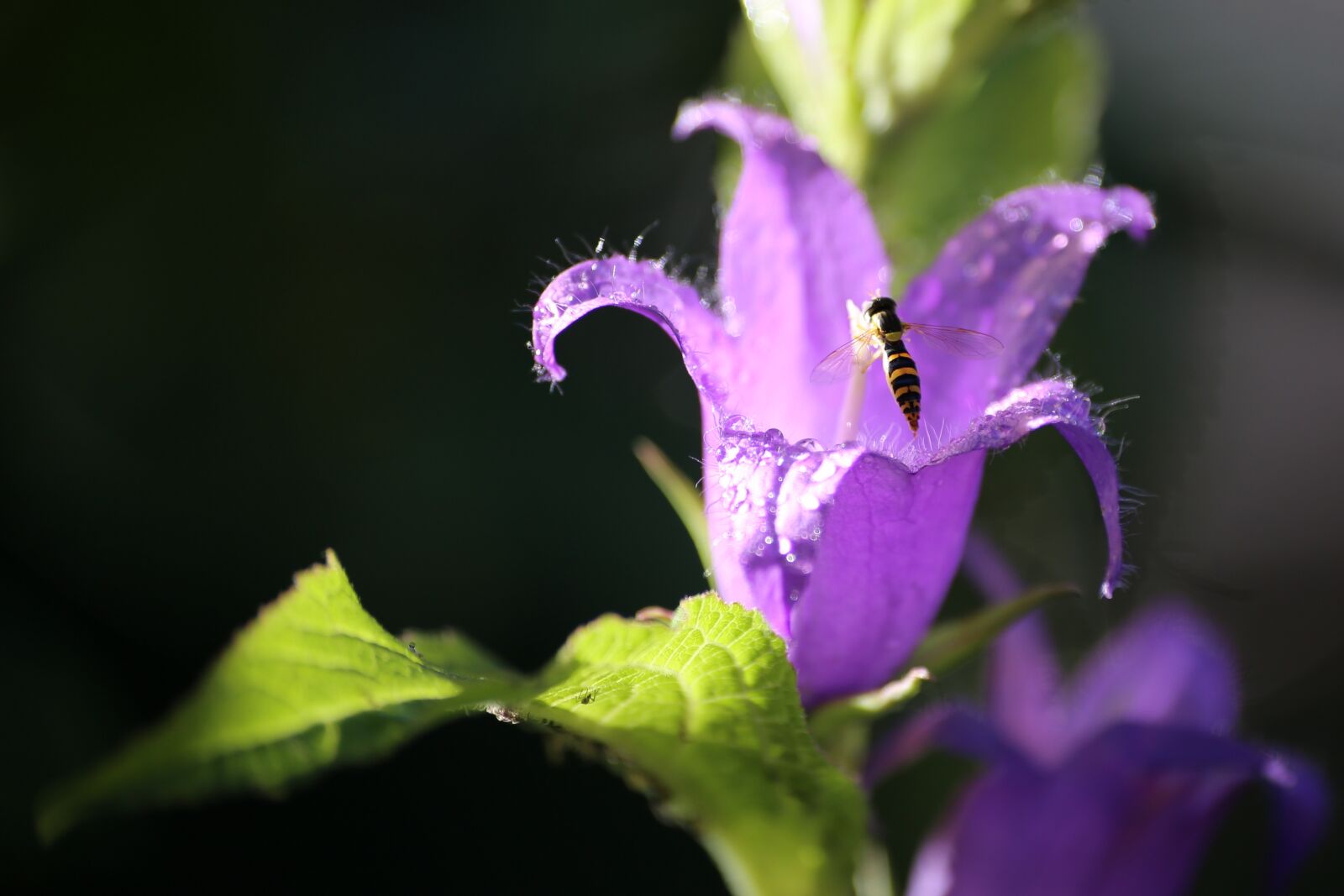 Canon EOS 6D sample photo. Nature, flower, no one photography