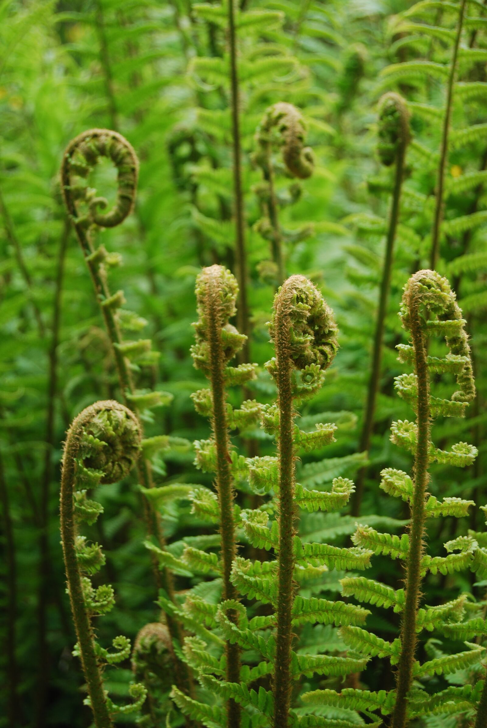 Nikon D60 sample photo. Ferns, spirals, plants photography