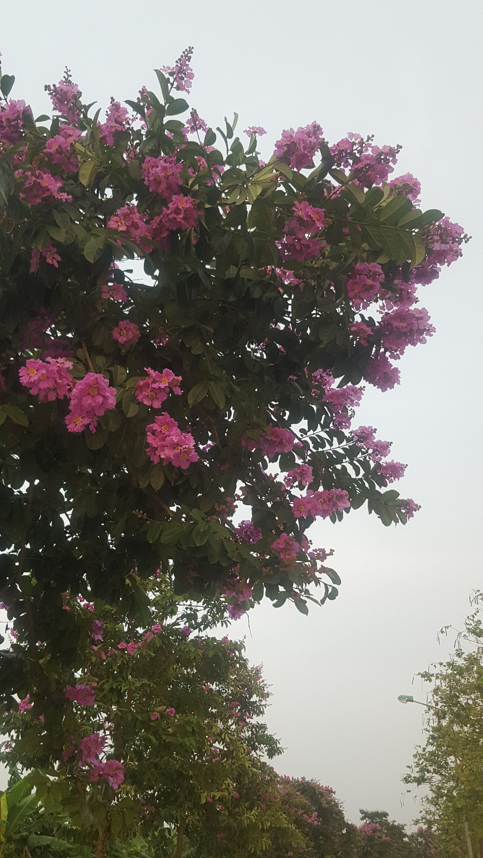 Samsung Galaxy S6 sample photo. Nature, beautiful flowers, plants photography