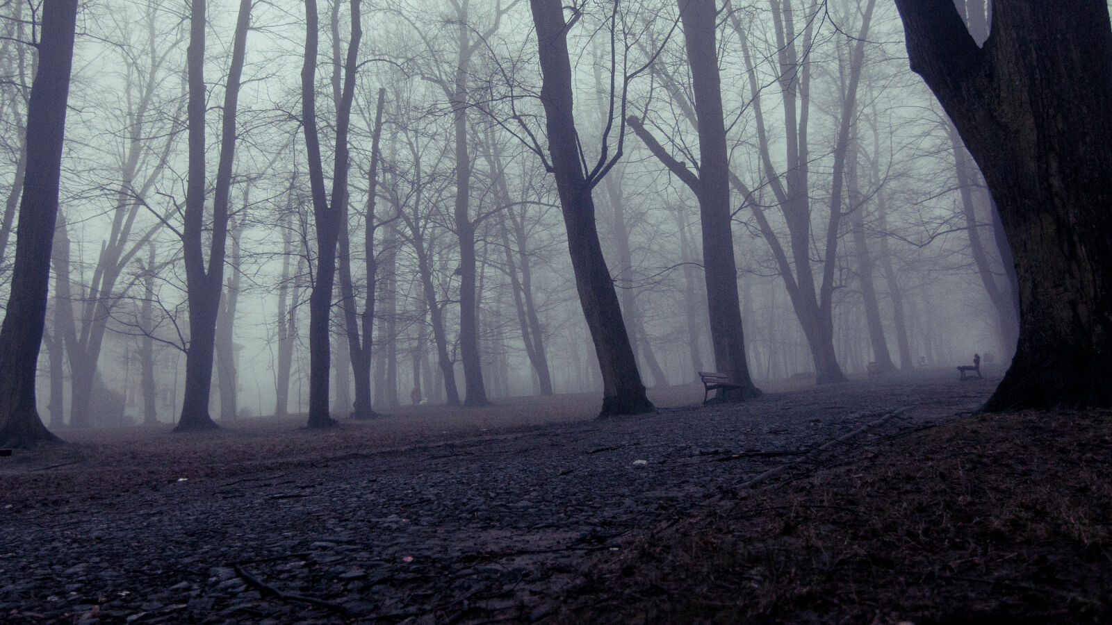 Canon EOS 70D sample photo. Forest, incredible, mood, scary photography