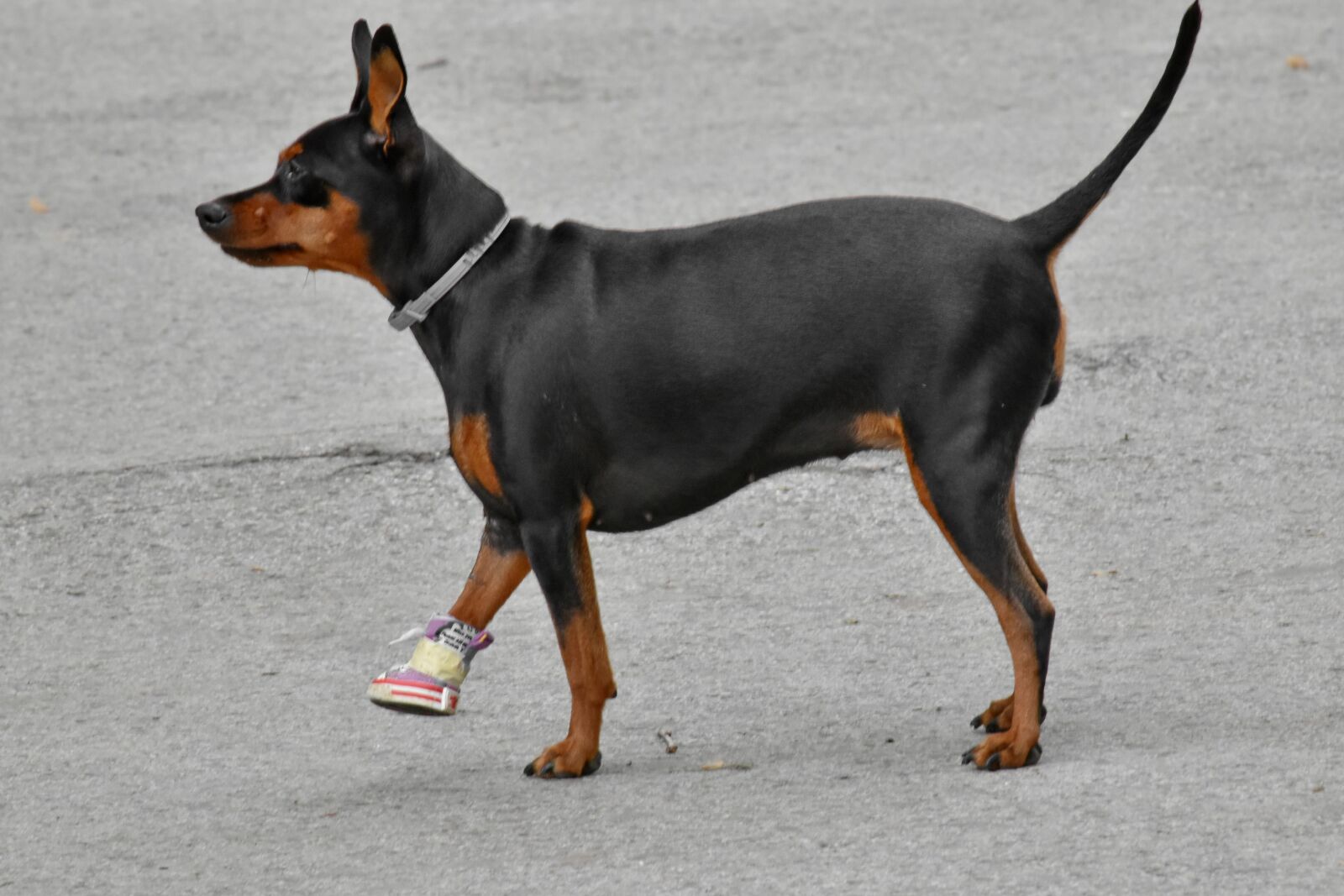 Nikon D5500 sample photo. Dog, injury, leg, canine photography