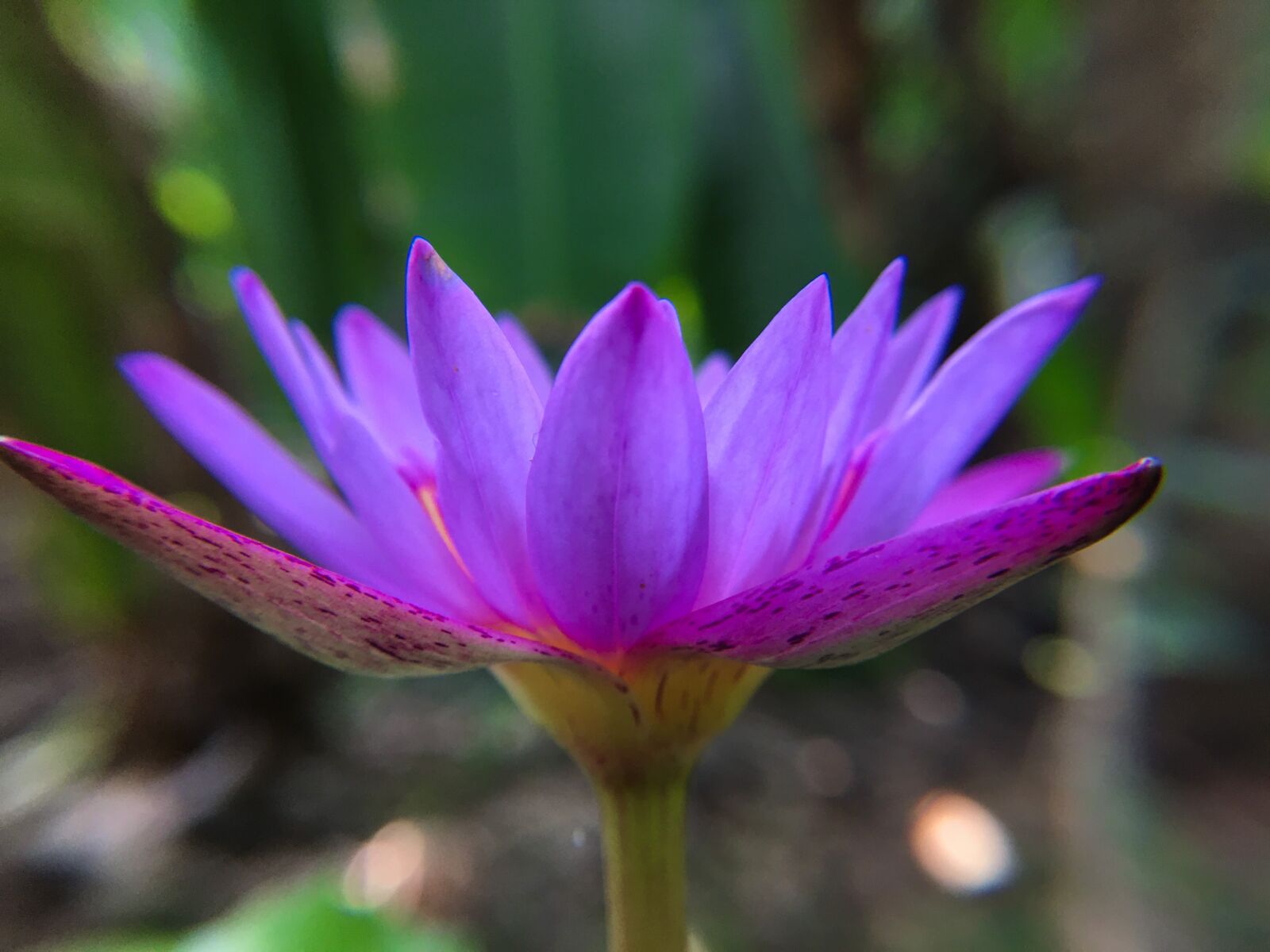 iPhone 6s Plus back camera 4.15mm f/2.2 sample photo. Blue lotus, lotus, flower photography