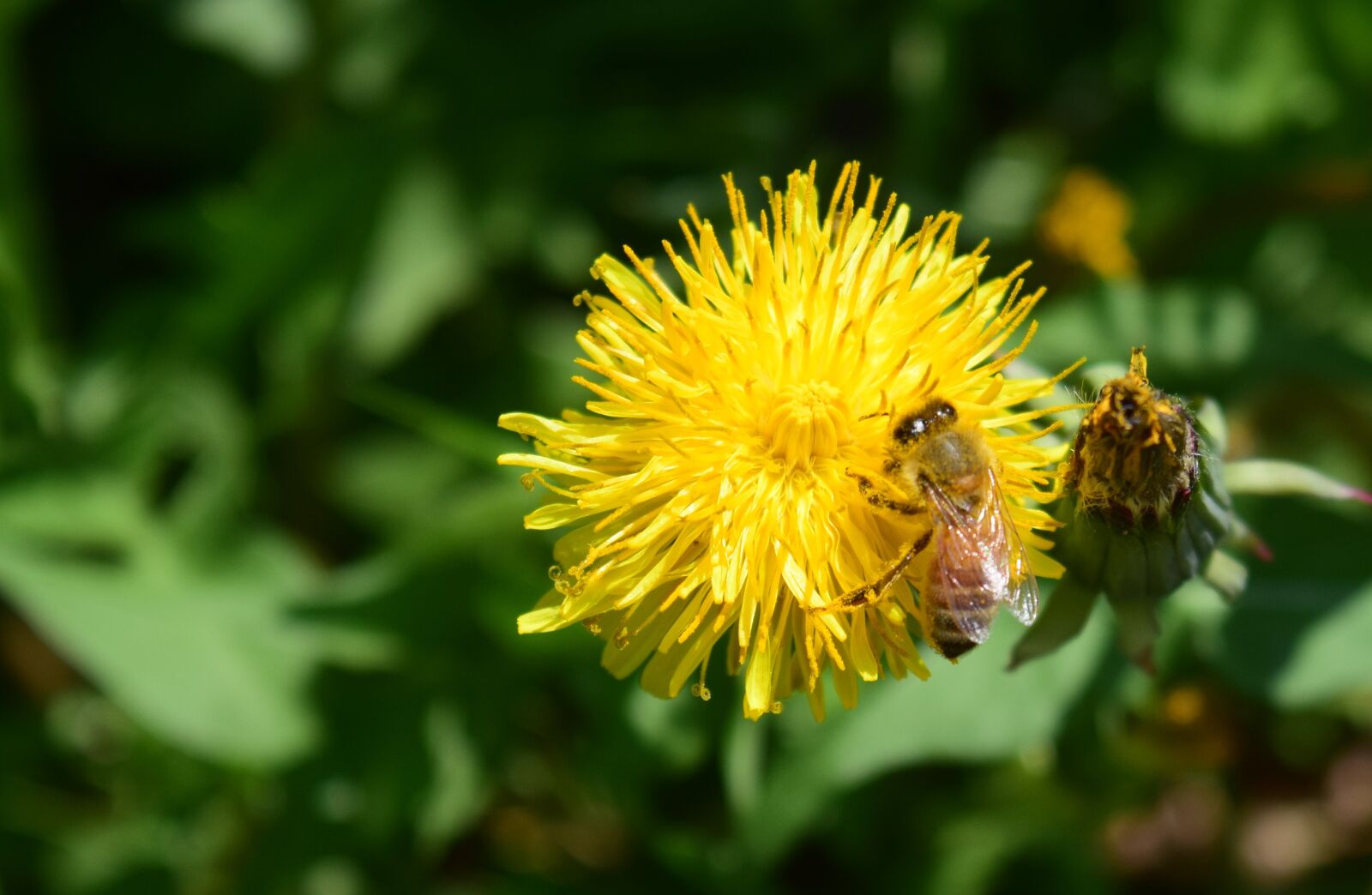 Nikon D5300 sample photo. Bee, flower, bloom photography