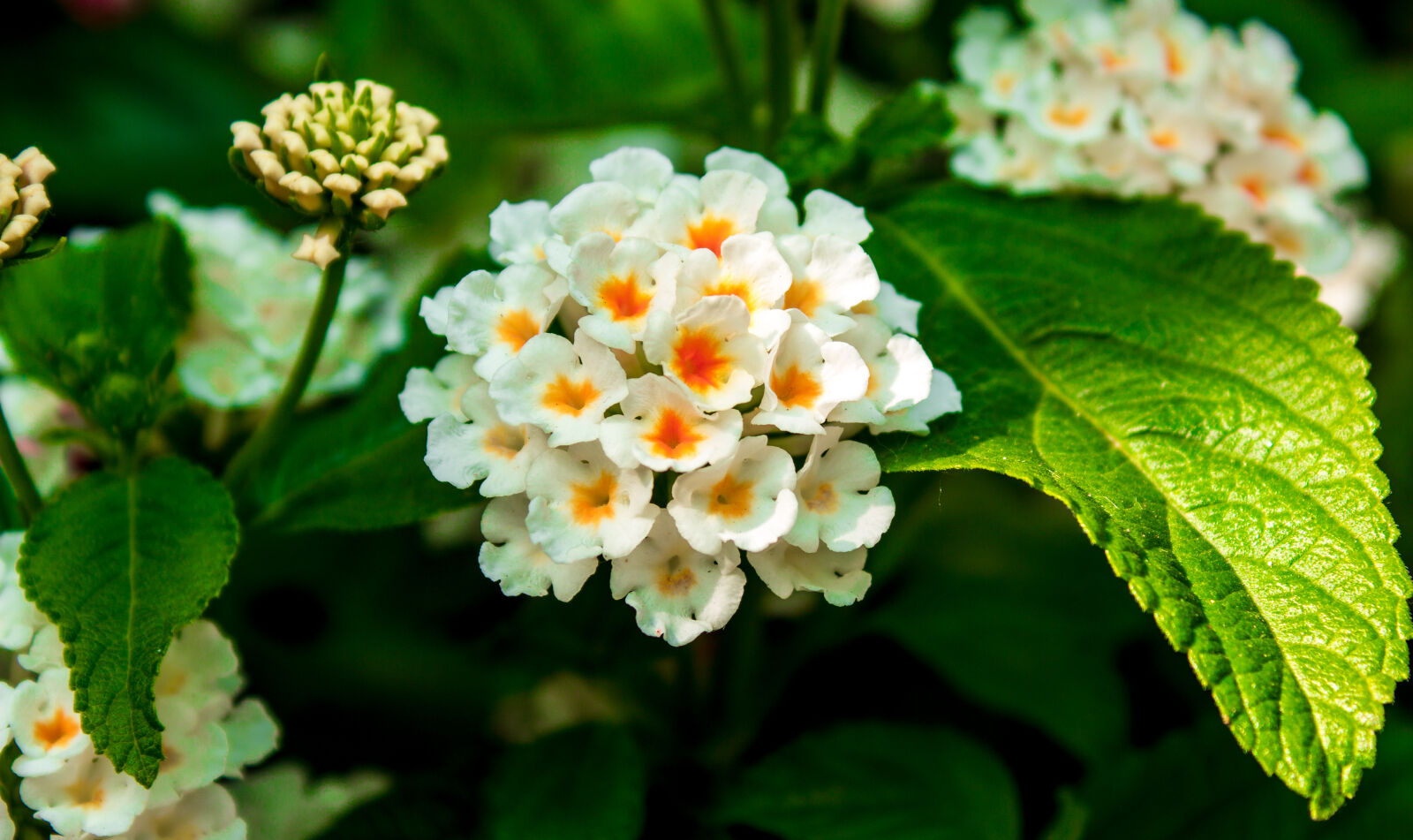 Canon EOS 600D (Rebel EOS T3i / EOS Kiss X5) sample photo. Bloom, orange, summer, flower photography