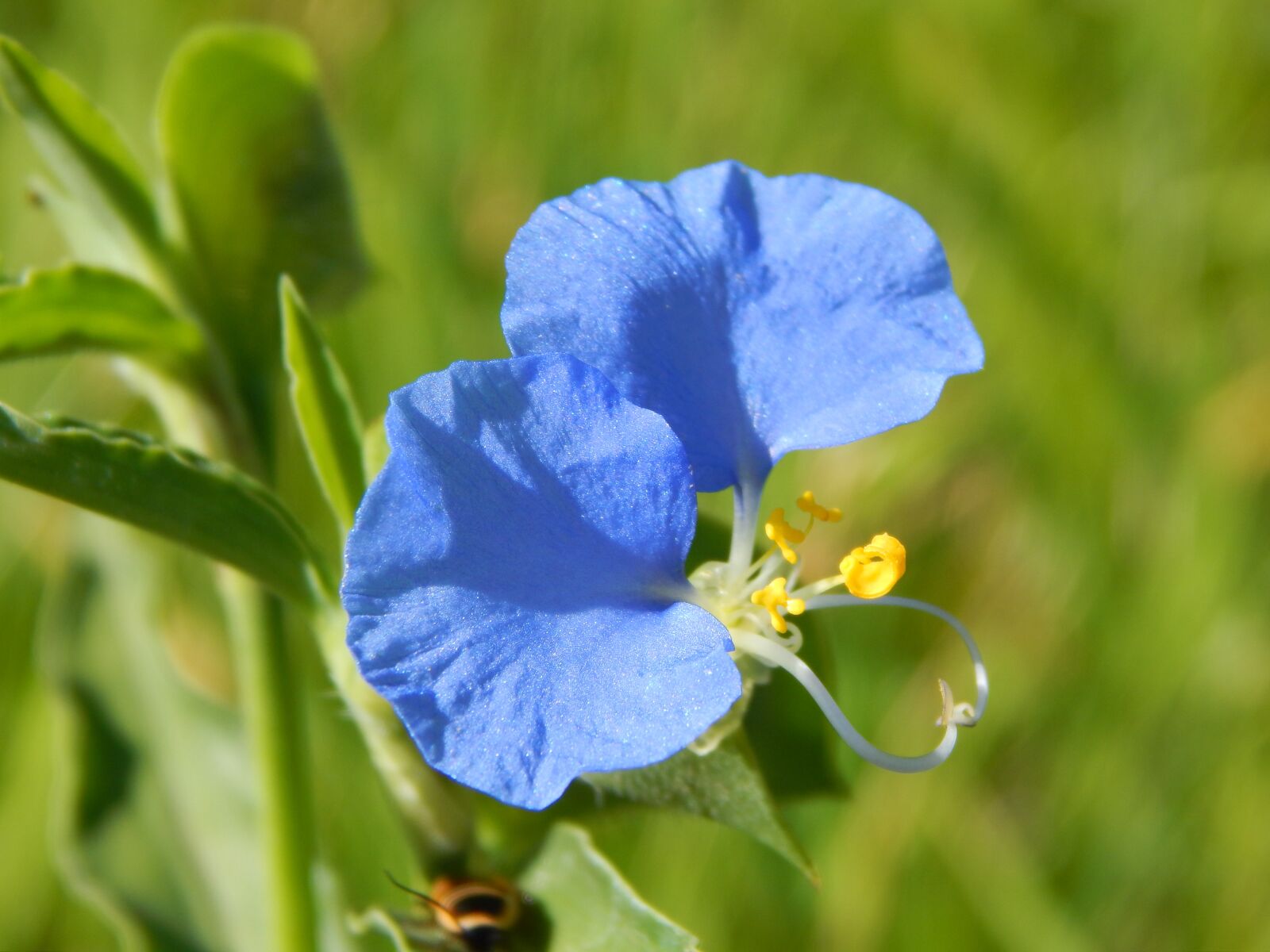 Nikon Coolpix L820 sample photo. Santa lucia, wild flower photography