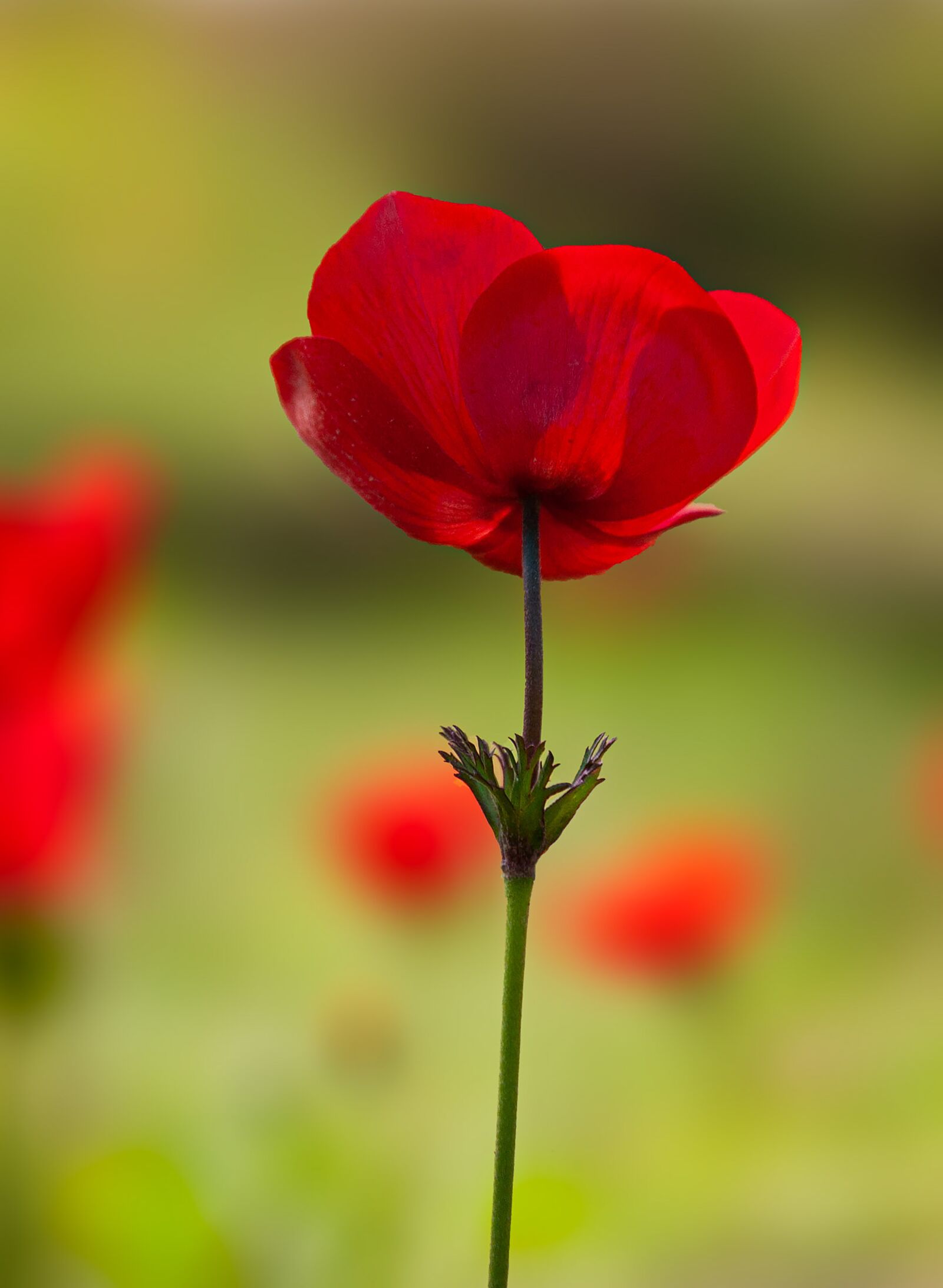 Canon EOS 5D + Canon EF 24-105mm F4L IS USM sample photo. Flower, red, nature photography
