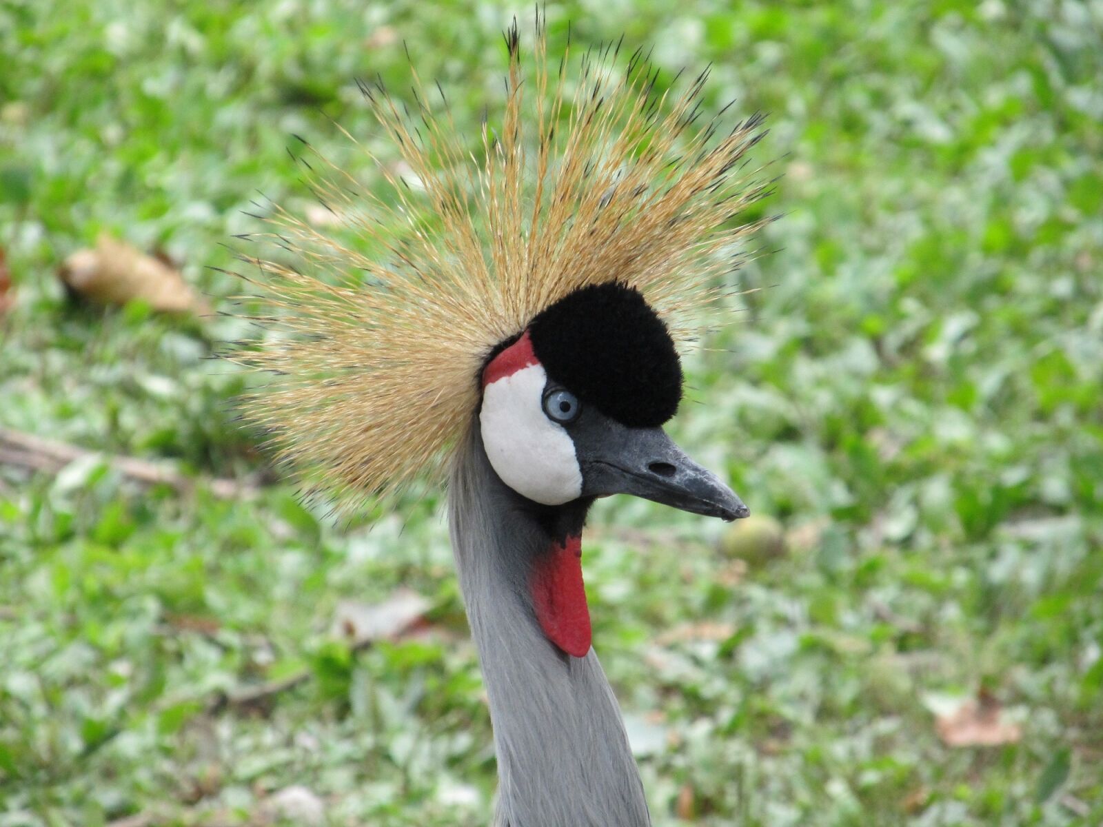 Canon PowerShot SX130 IS sample photo. Crowned crane, close up photography