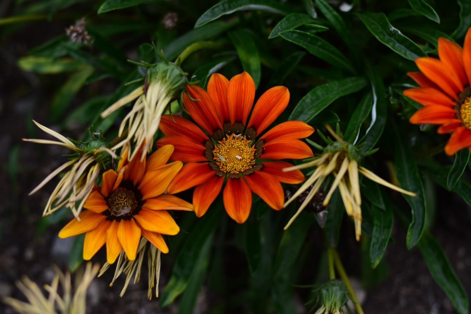 Nikon D3400 sample photo. Flower, plant, nature photography