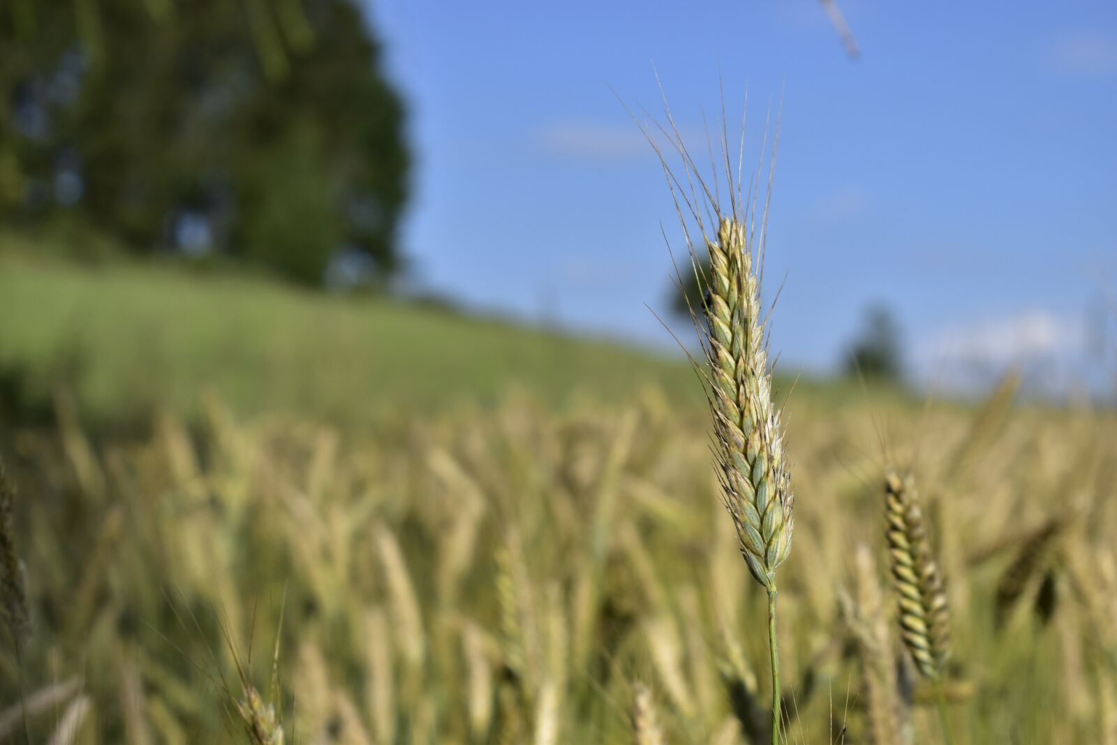 Nikon D3500 sample photo. Wheat, field, outdoor photography