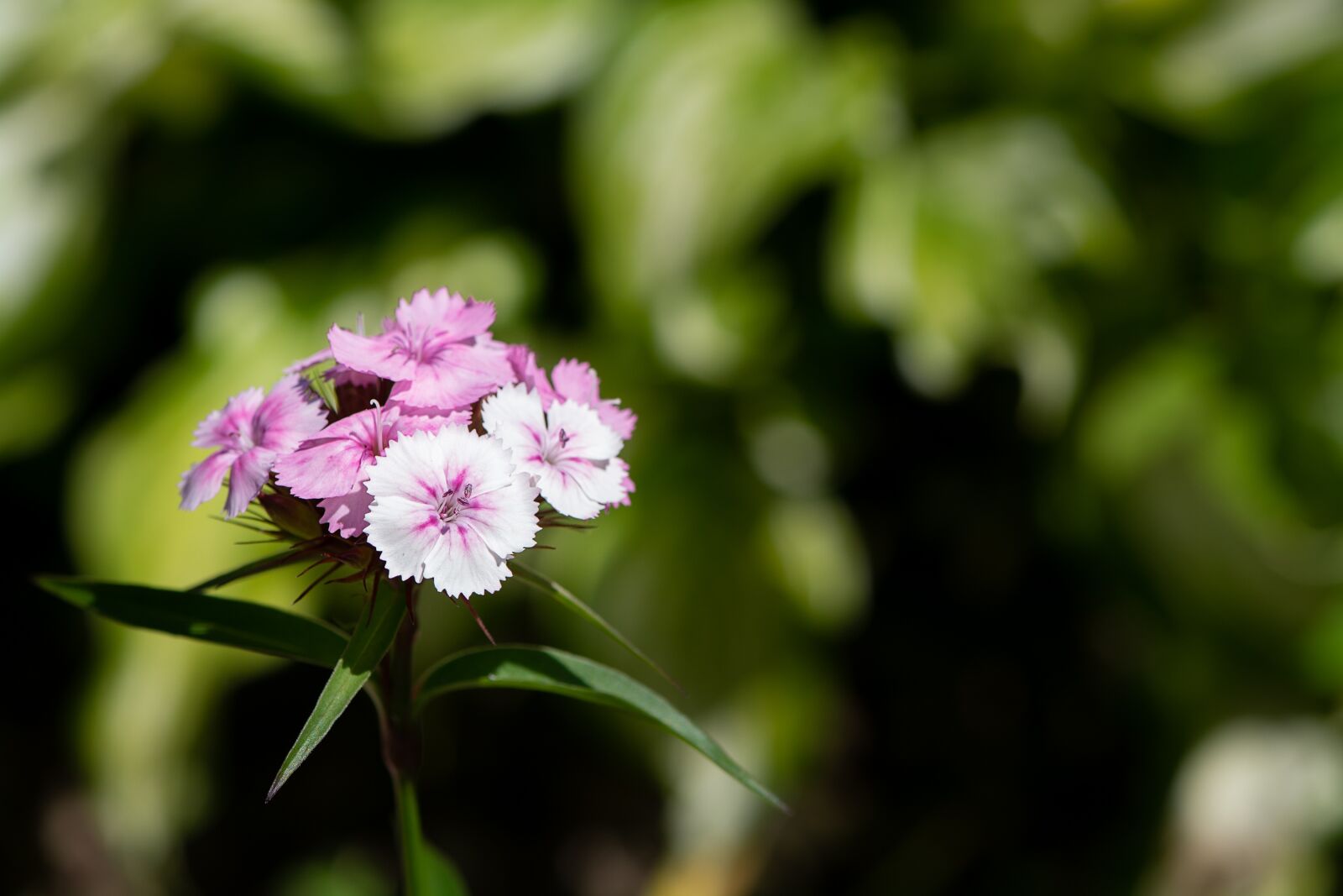 Nikon D7100 sample photo. Phlox, pink, flower photography