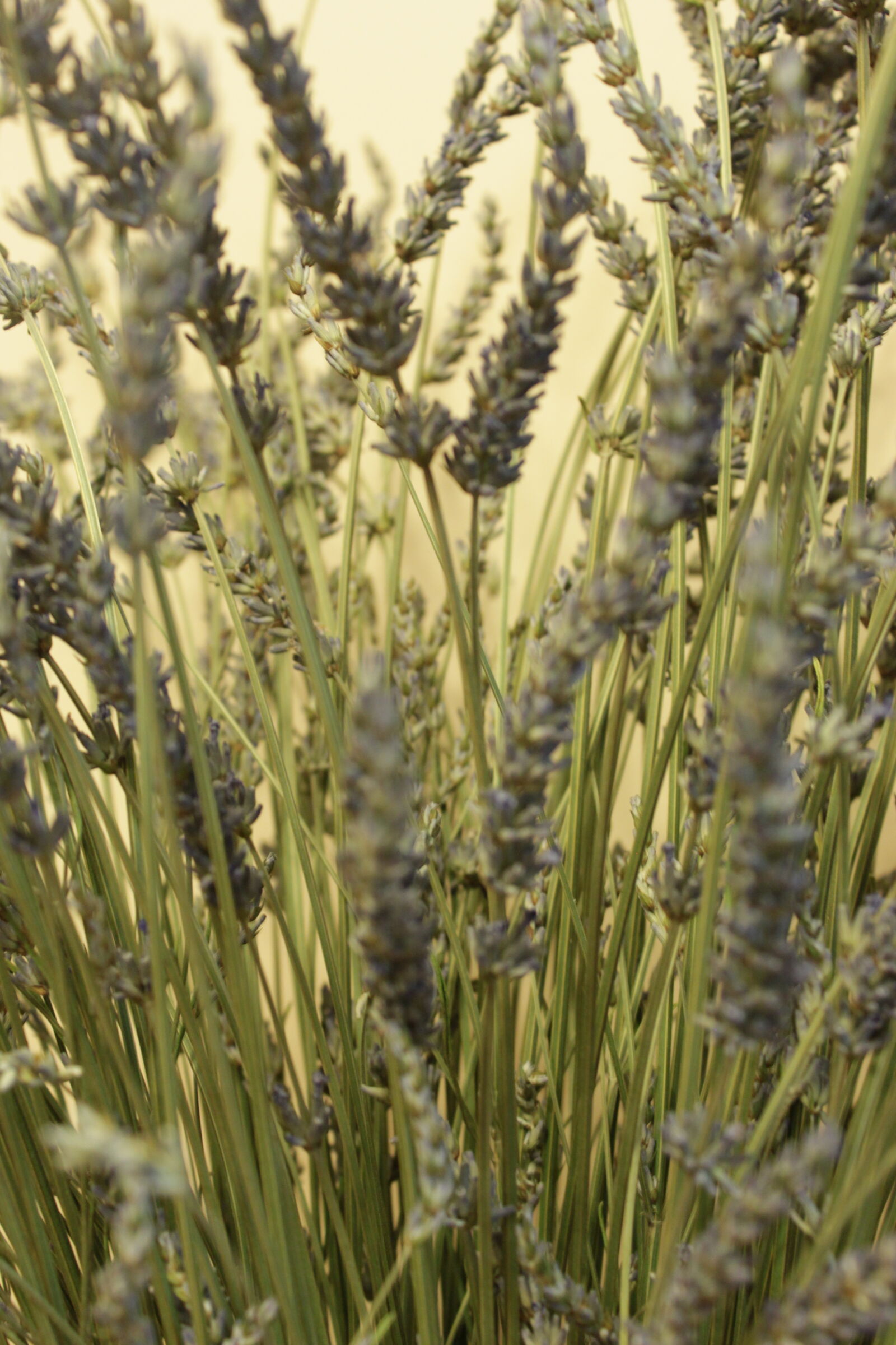 Canon EOS 500D (EOS Rebel T1i / EOS Kiss X3) sample photo. Lavender, lawenda photography