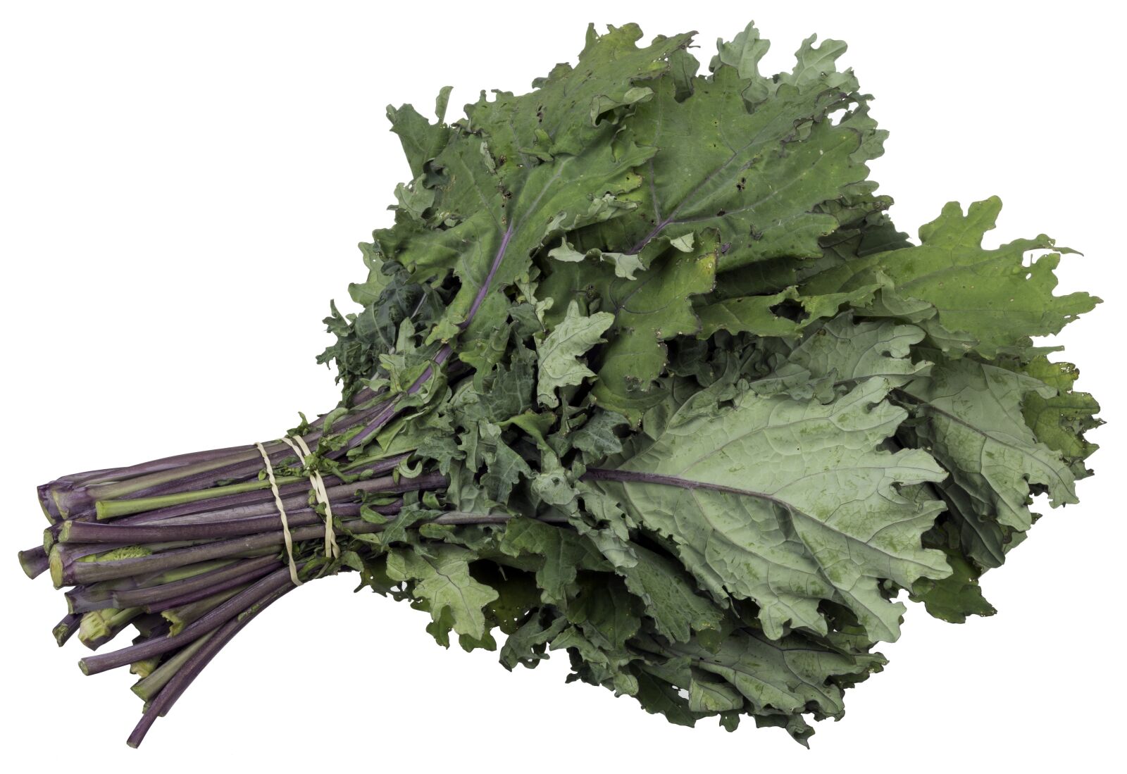 Nikon D7100 sample photo. Boot rhubarde, organic food photography