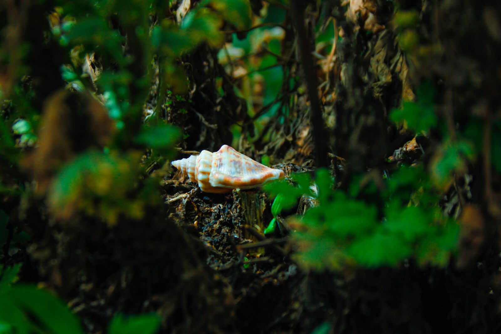 Canon EOS 500D (EOS Rebel T1i / EOS Kiss X3) sample photo. Garden, shell, nature photography