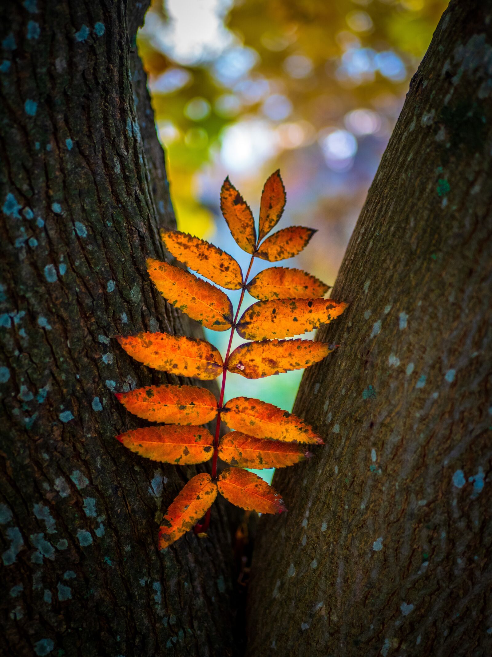 Olympus OM-D E-M1 Mark II + LUMIX G 25/F1.7 sample photo. Autumn, rowan magazine, plant photography