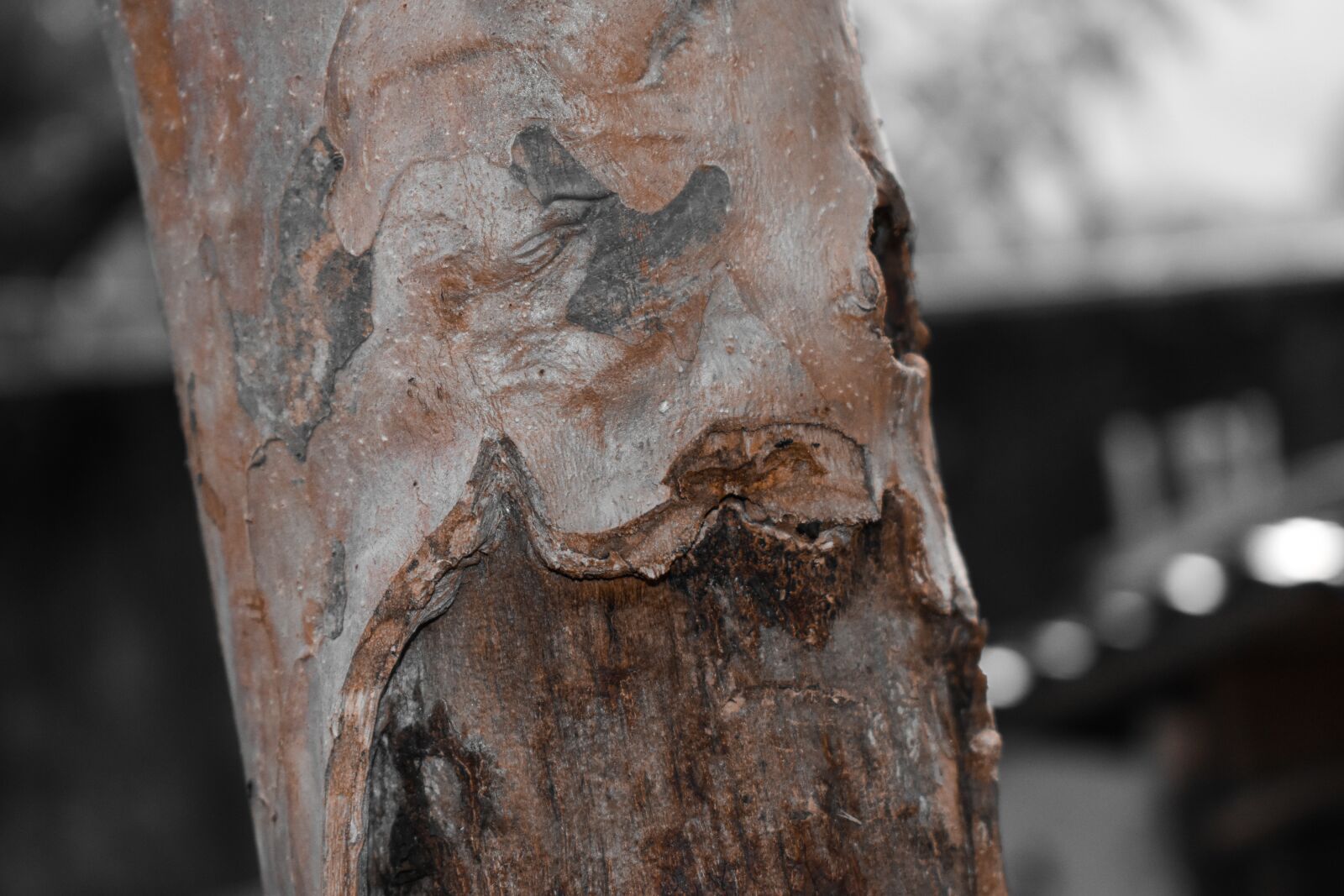 Nikon D3500 sample photo. Tree, trunk, nature photography