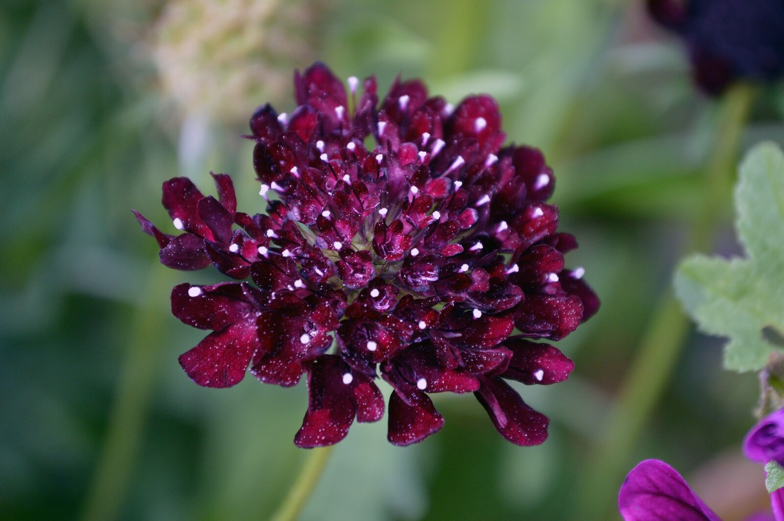 Nikon D3200 sample photo. Nature, flower, flora photography