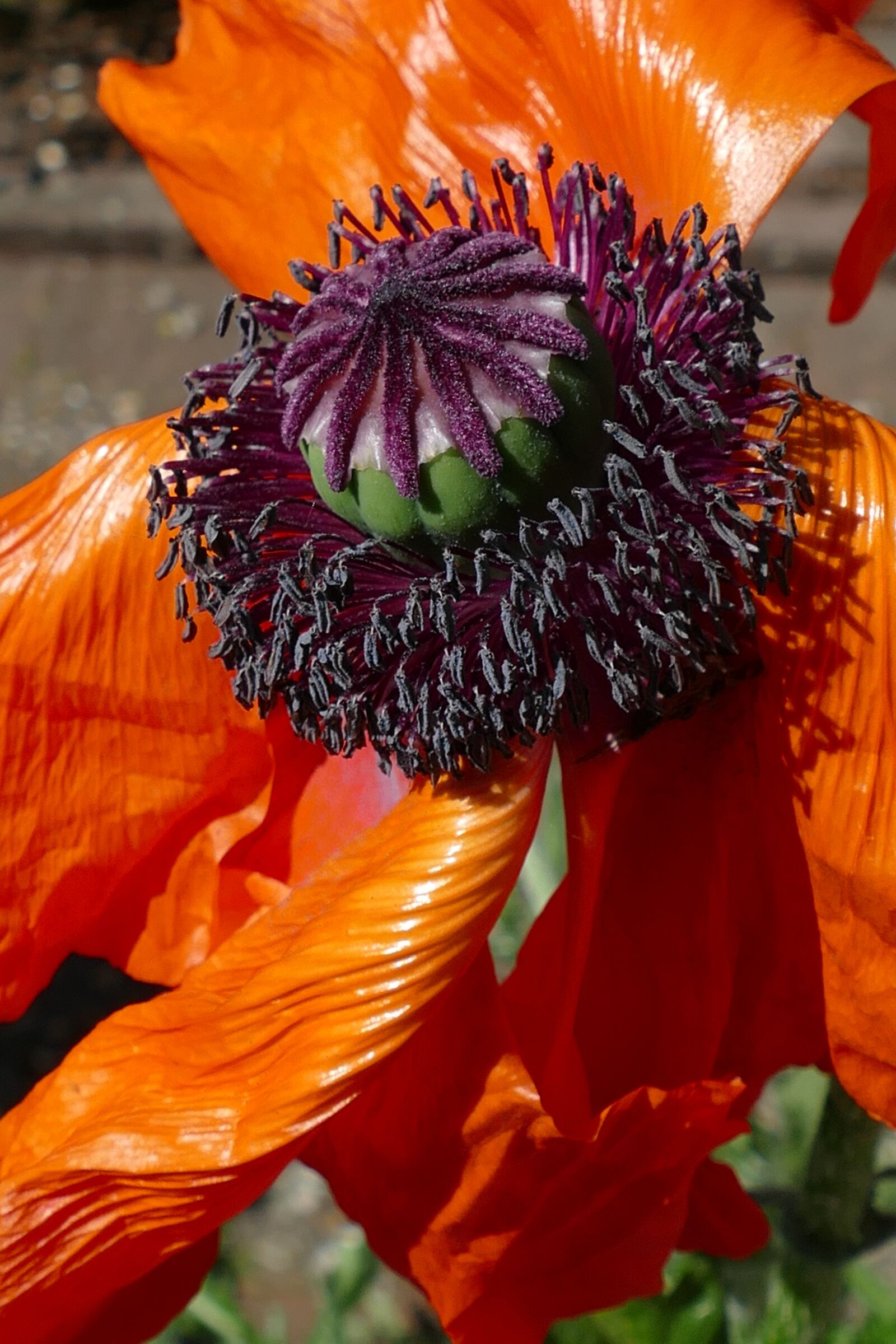 Panasonic Lumix DMC-FZ1000 sample photo. Poppy, papaver somniferum, opium photography