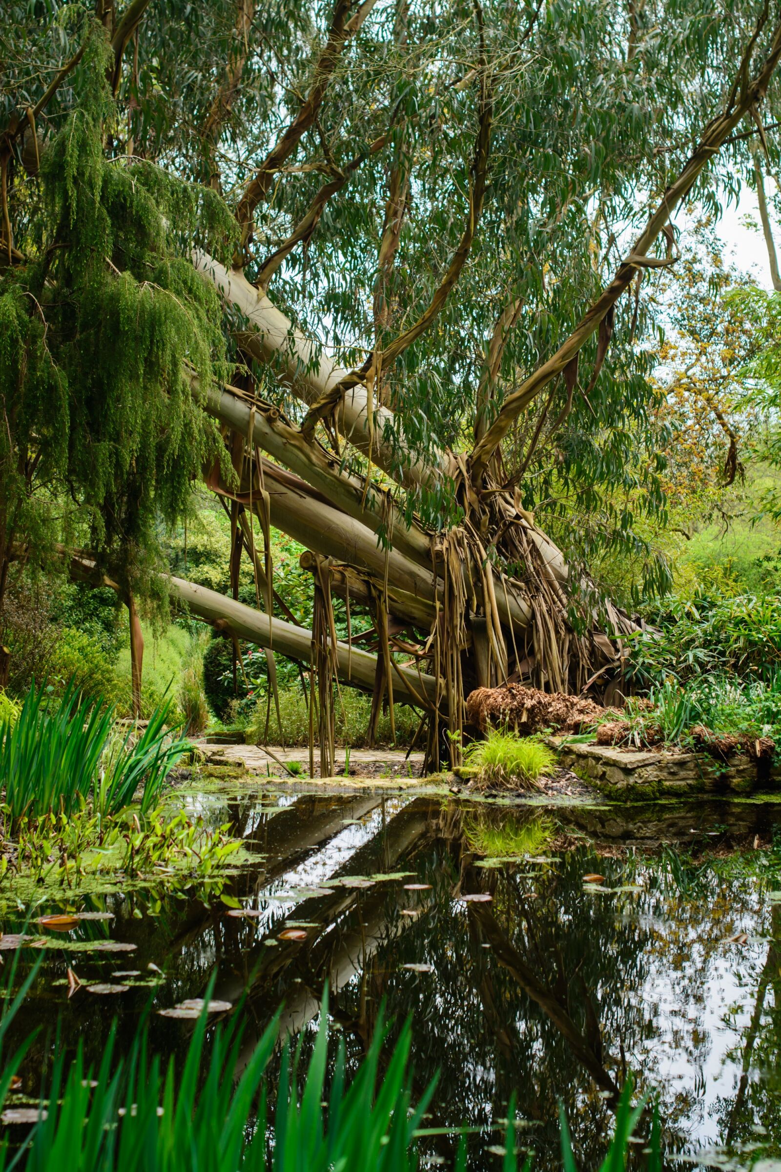 Nikon D7100 sample photo. Tree, water, reflection photography