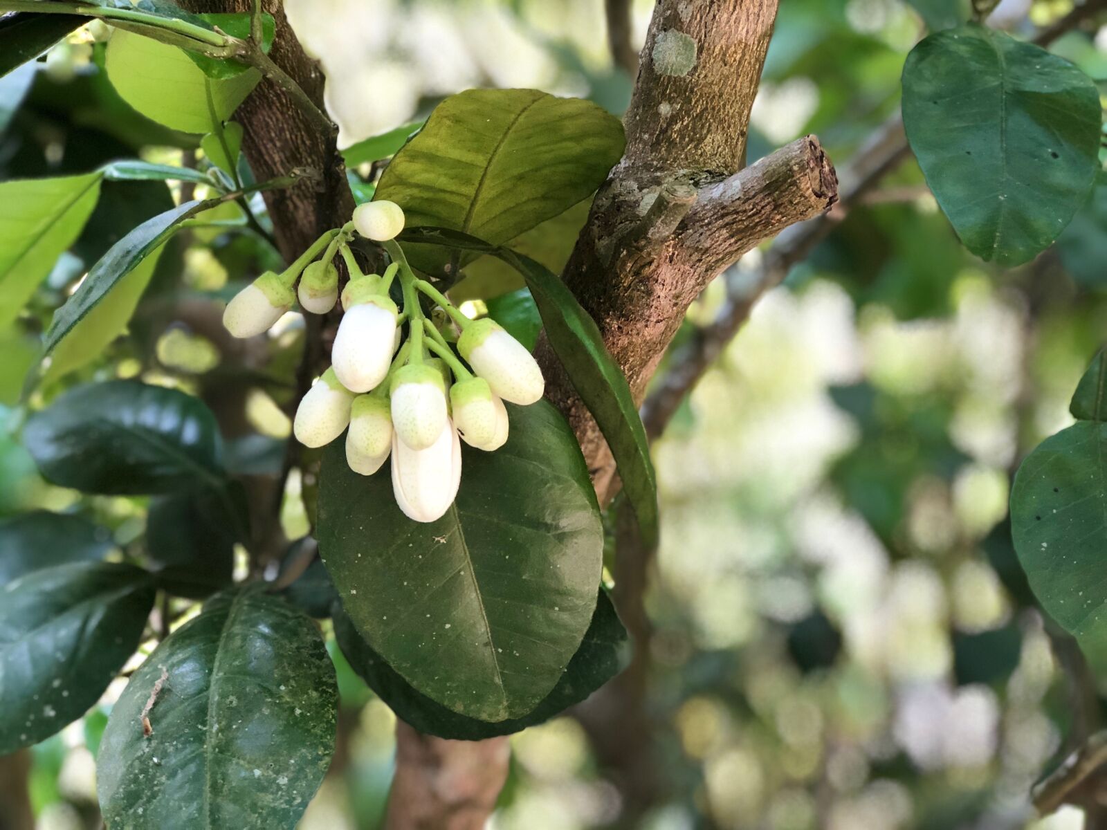 iPhone 8 Plus back dual camera 6.6mm f/2.8 sample photo. Tree, fruit fact, leaf photography