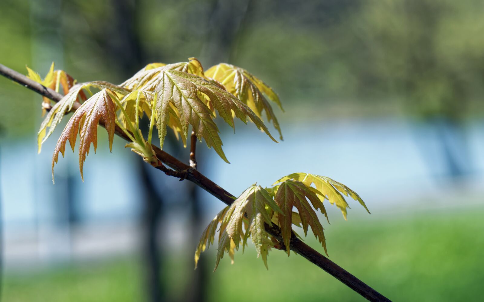 Nikon D5300 sample photo. Branch, twig, nature photography